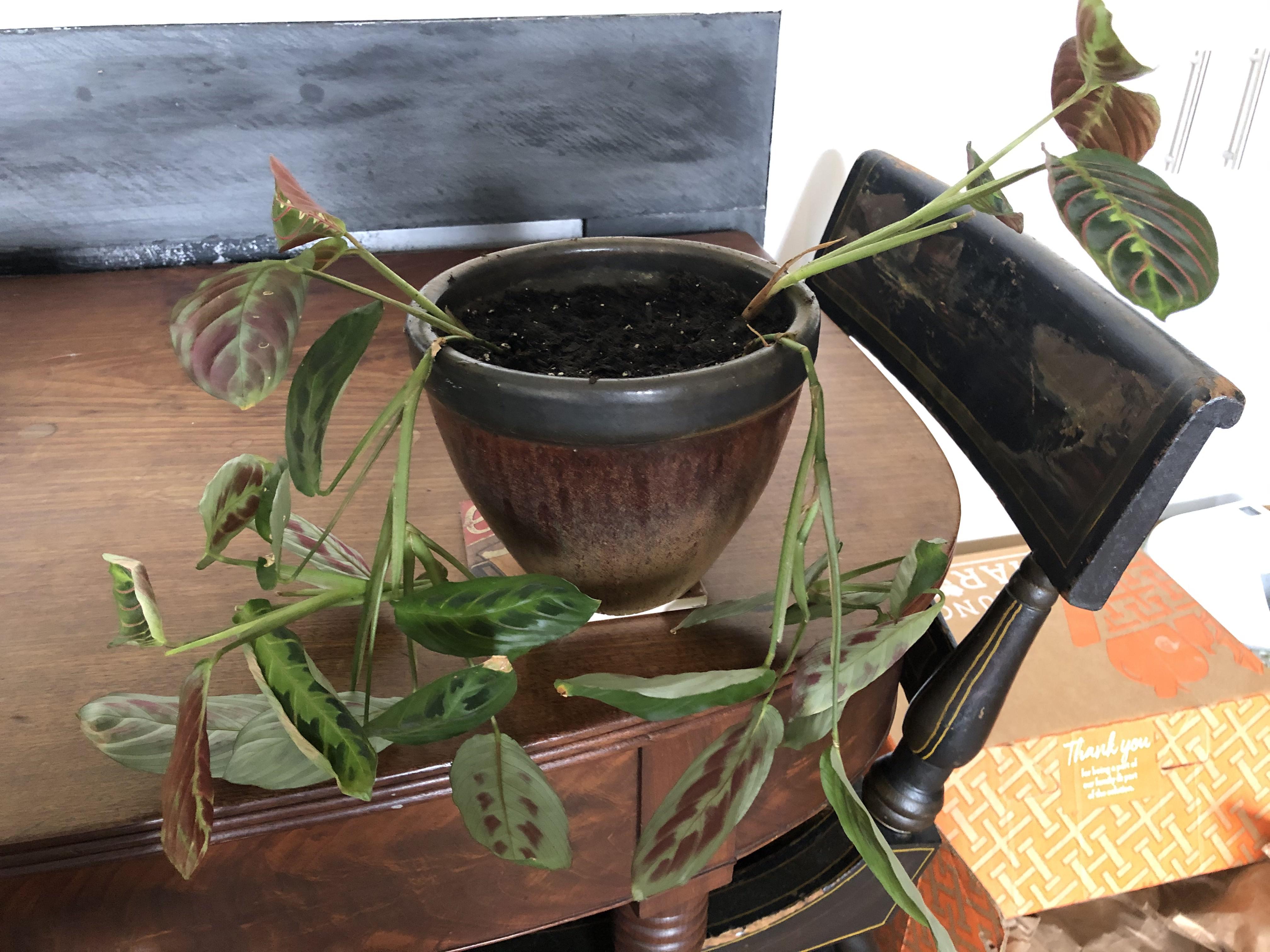 Help! Leggy prayer plant's stems seem to be breaking r/plantclinic