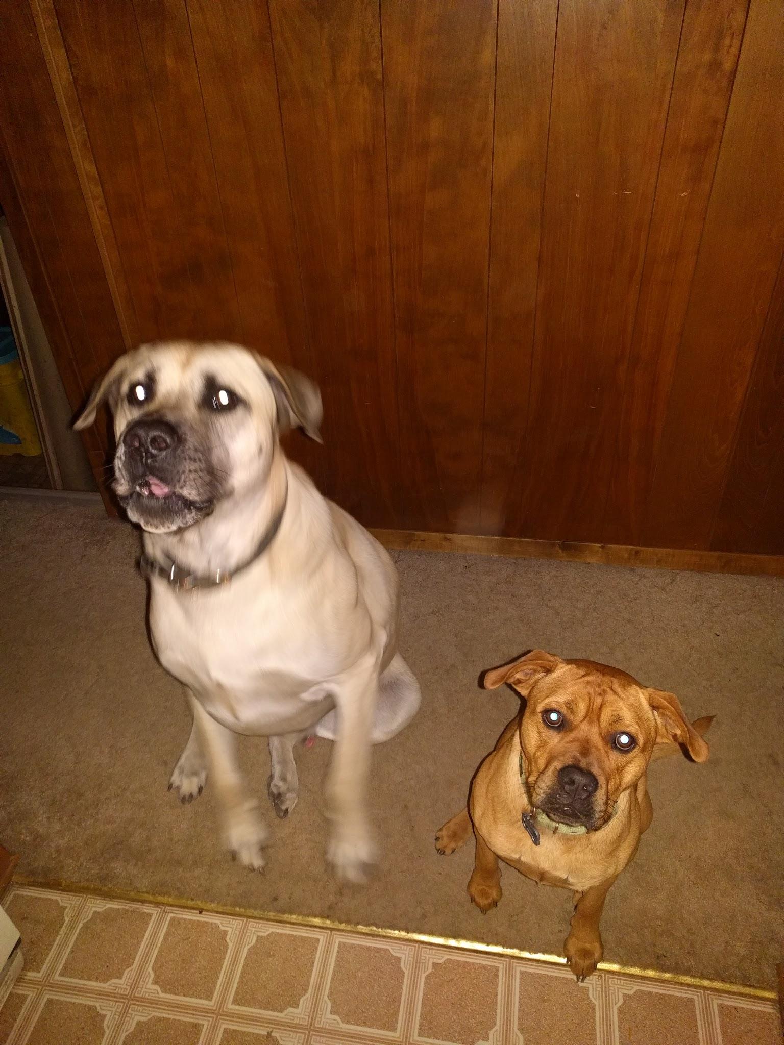 Big boy Roscoe and Little brother Jackson. English Mastiff