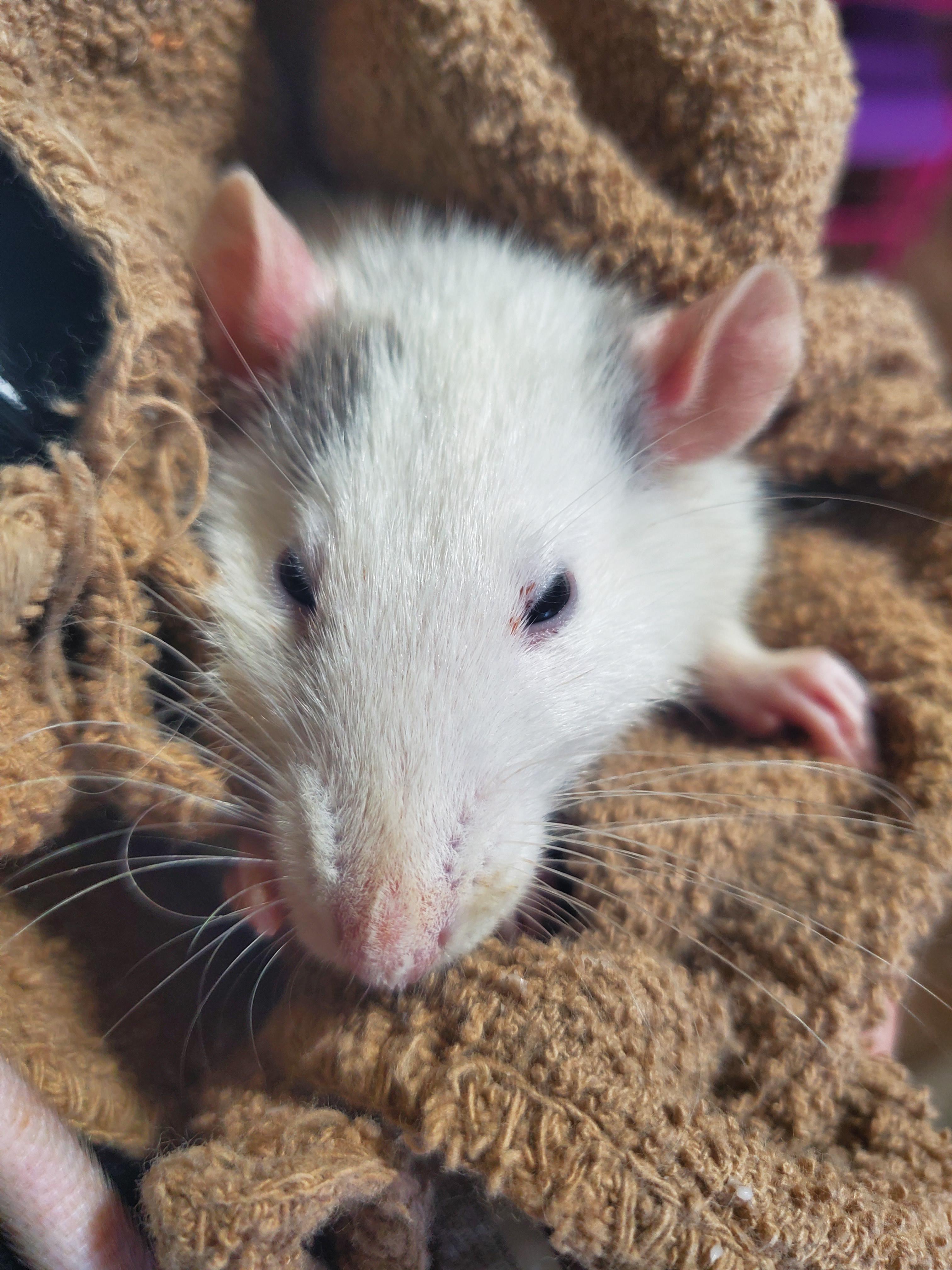 Goodbye Mr. Jingles.. I hate this more than anything.. 💔 r/RATS