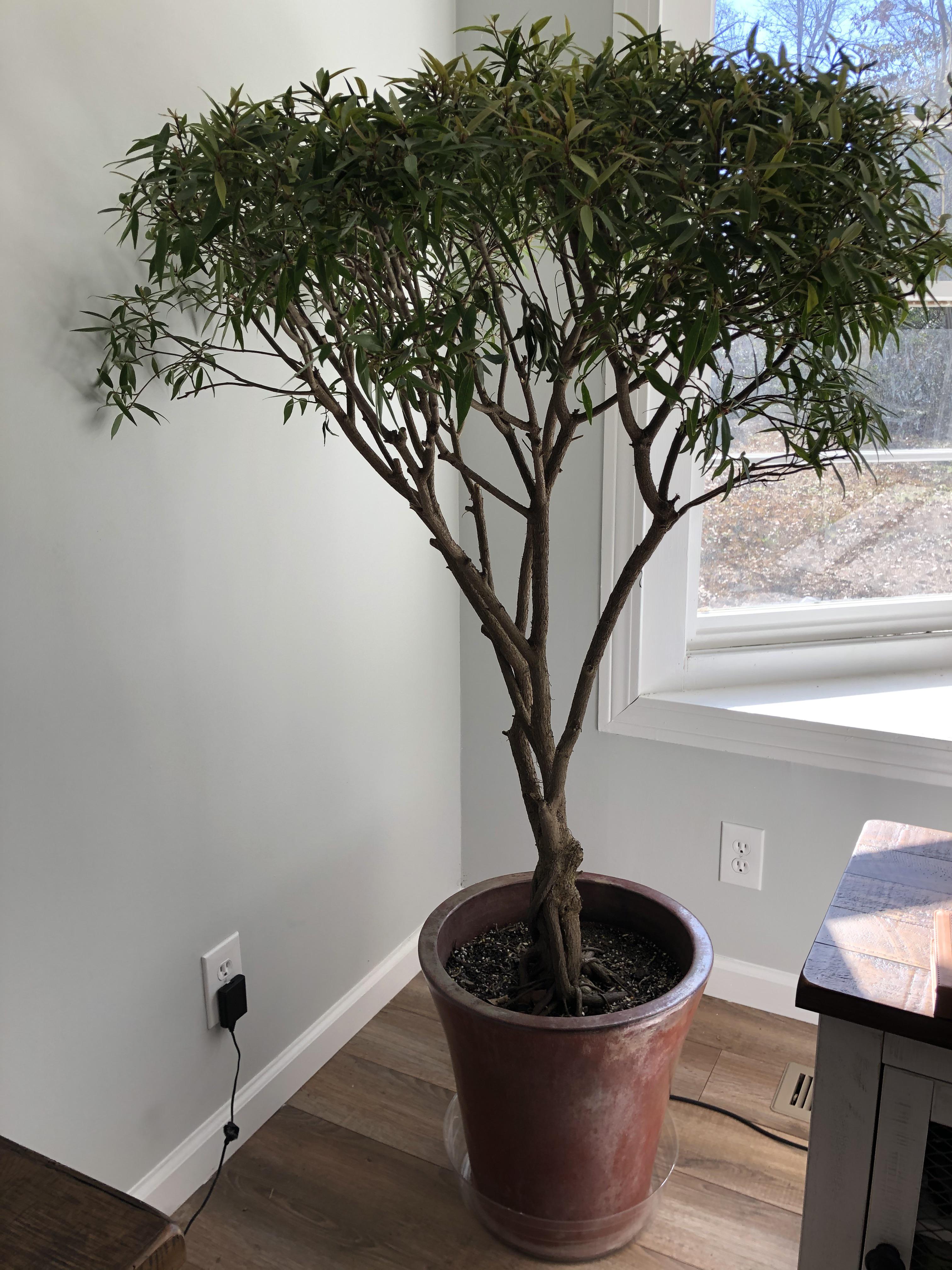How much water does this ficus need daily?? r/plantclinic