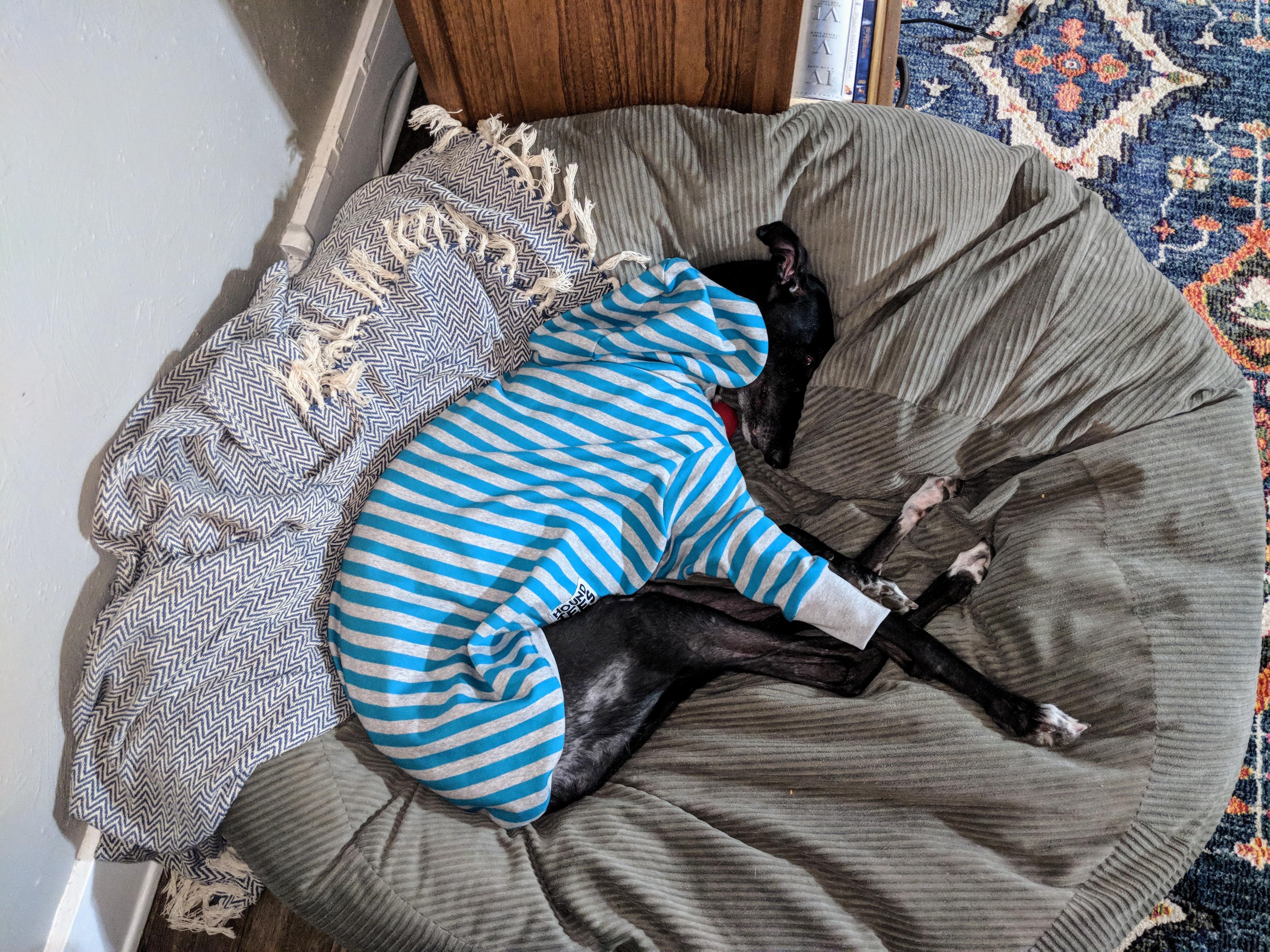 Cold weather, comfy noodlepup.