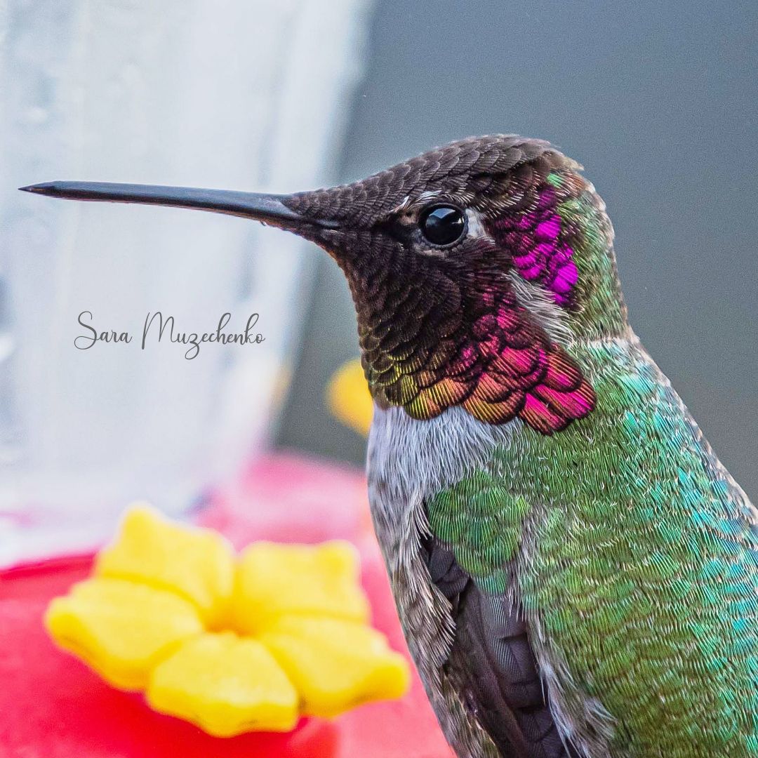 The dude. He runs the feeders around here. Silverton,OR r/hummingbirds