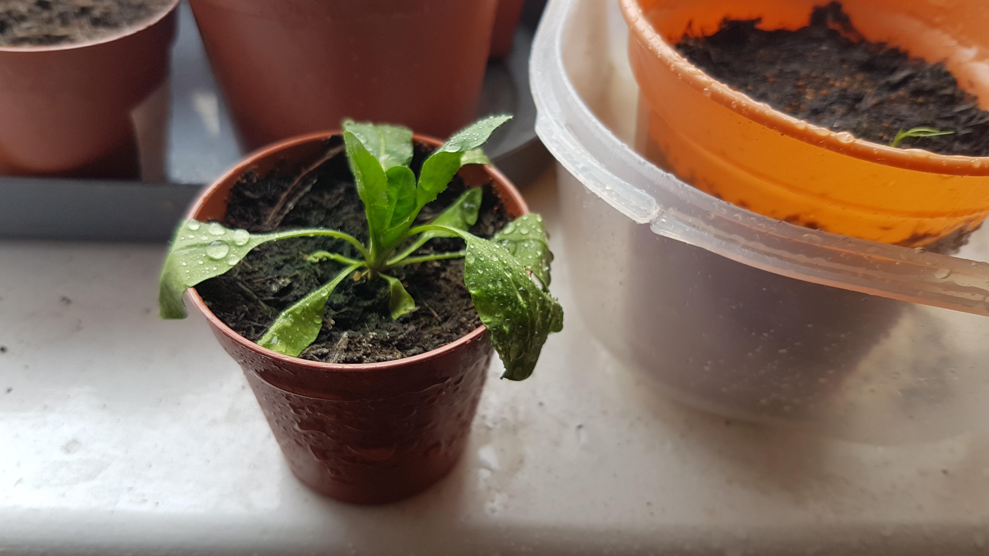 Growing succulents from seed, first time is this really a succulent