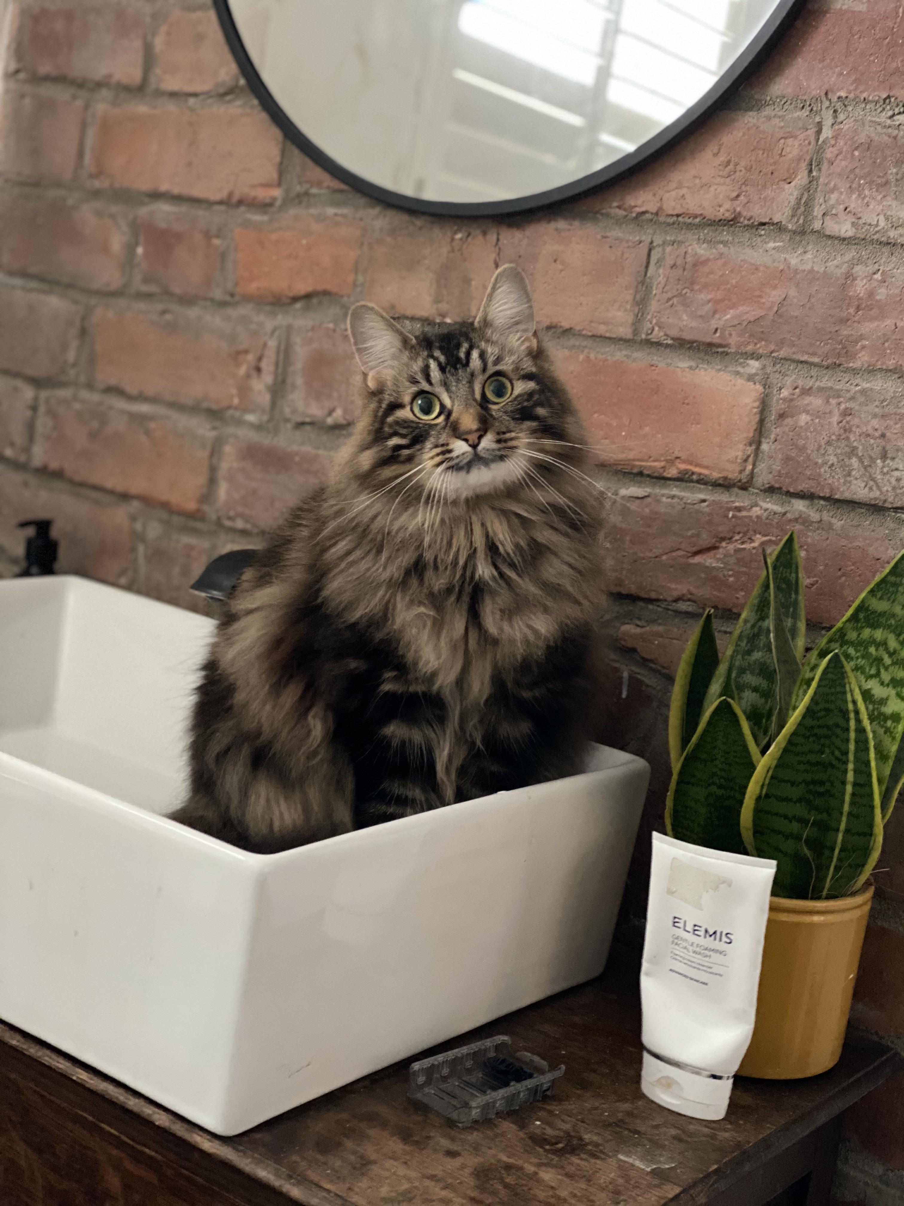 Follows me to the bathroom every time. CatsInSinks