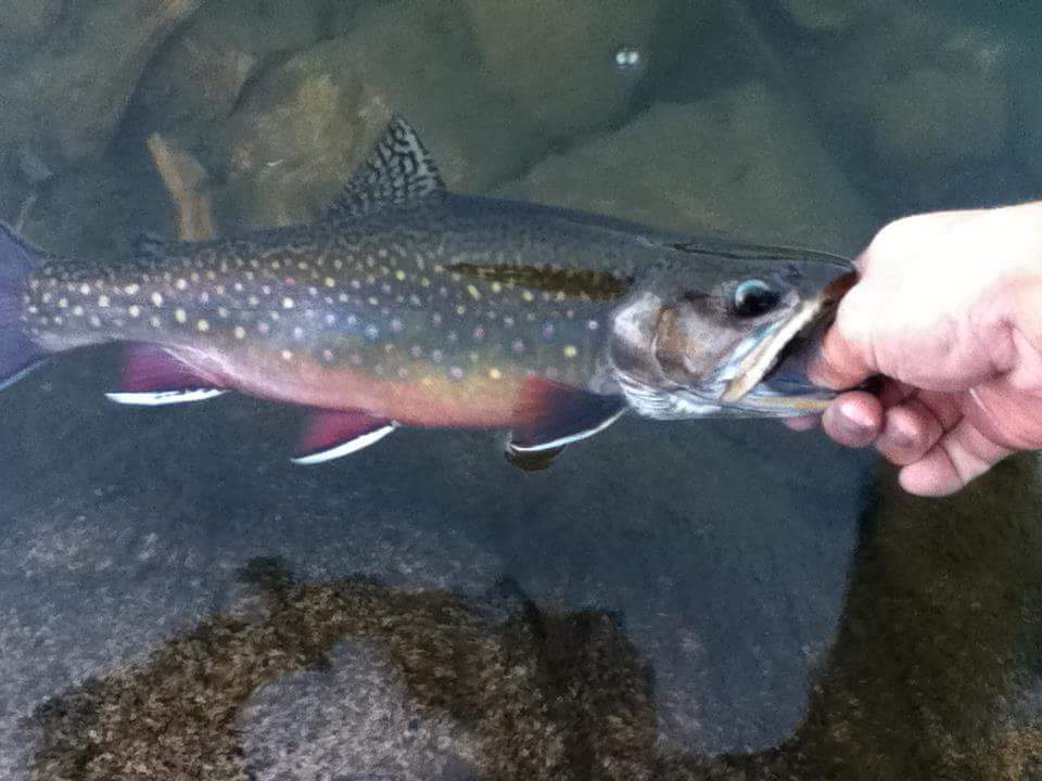 Brook trout from desolation wilderness CA, elevation 7500ft r/Fishing