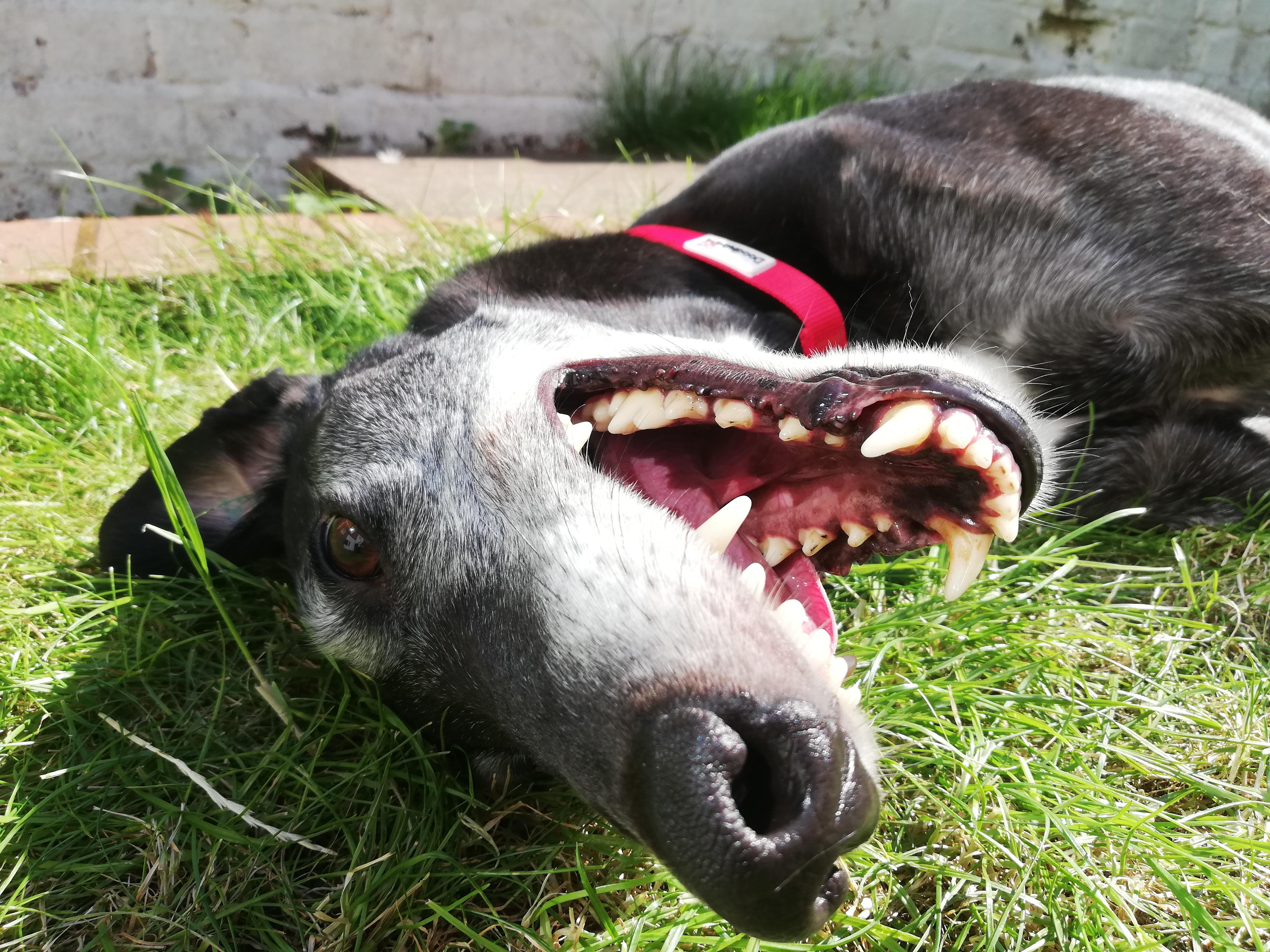 Bob is a fairweather hound. Suns out, tongues out! But refuses to walk