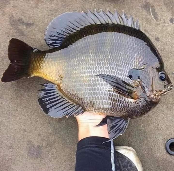 Michigan Bluegill Record