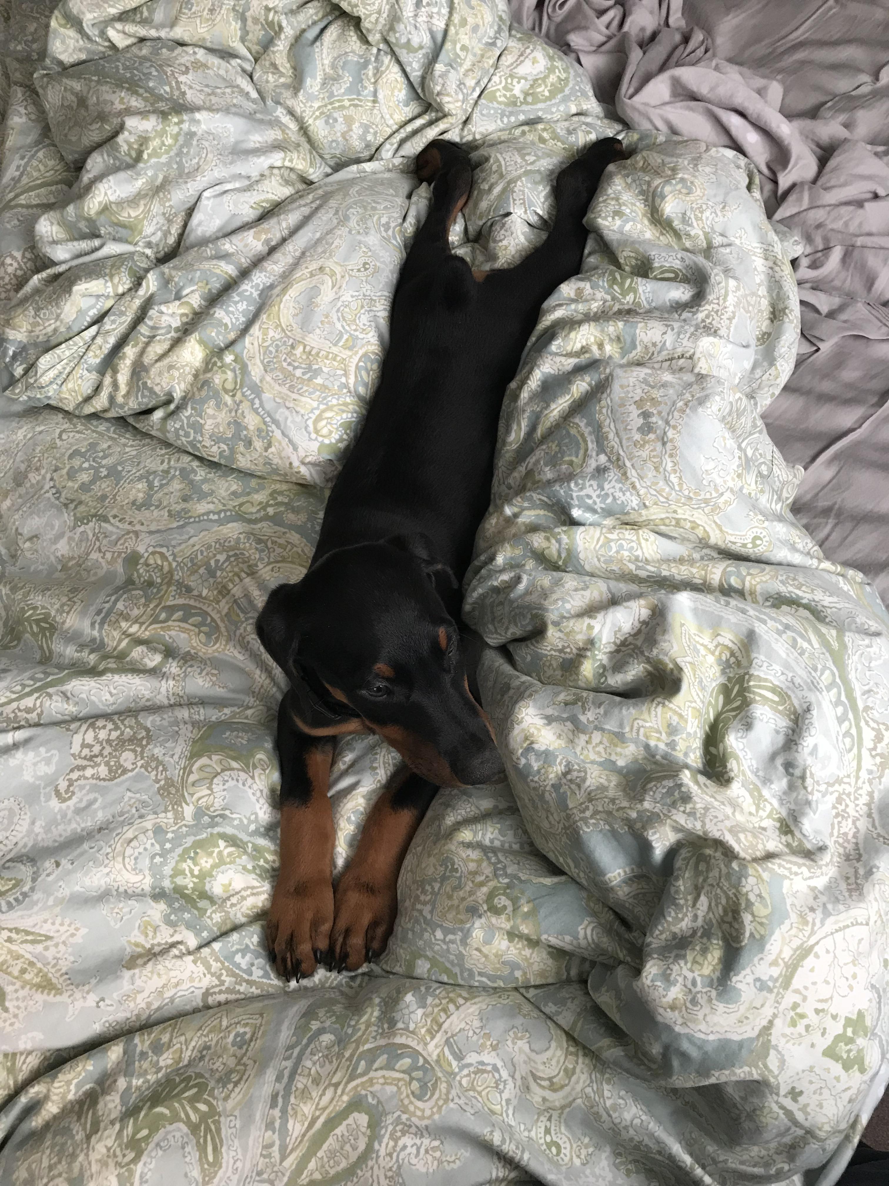 Are Doberman Good First Dogs