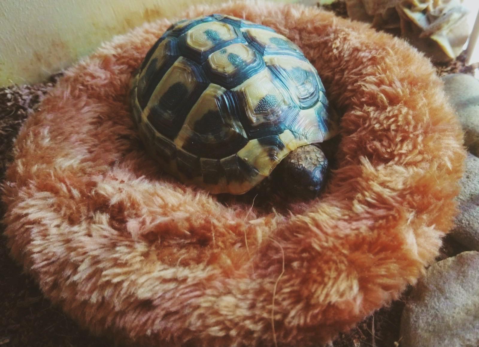 after seeing some pics of tortoises who got beds on here i decided to