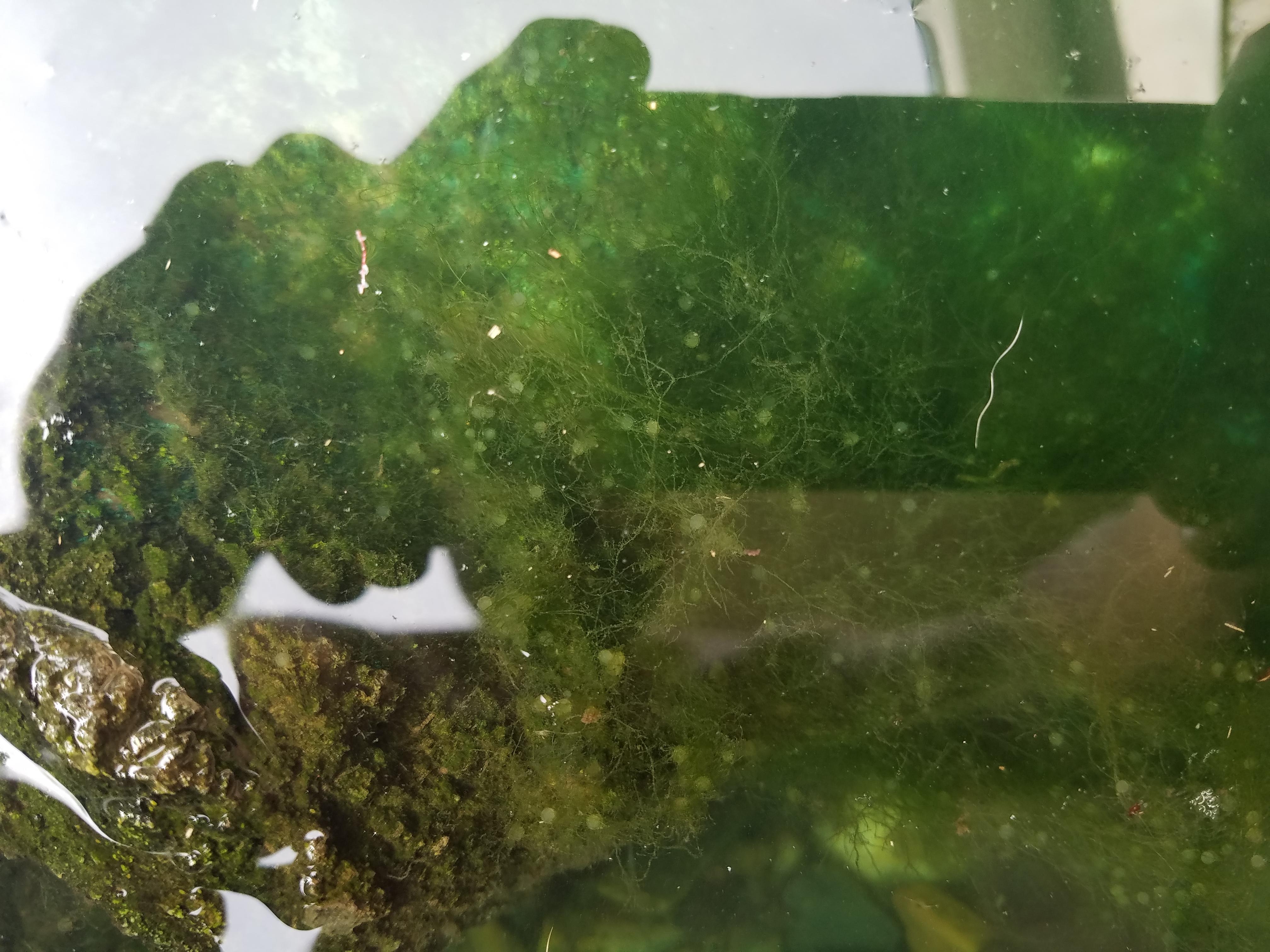 Koi Fish Eggs Look Like