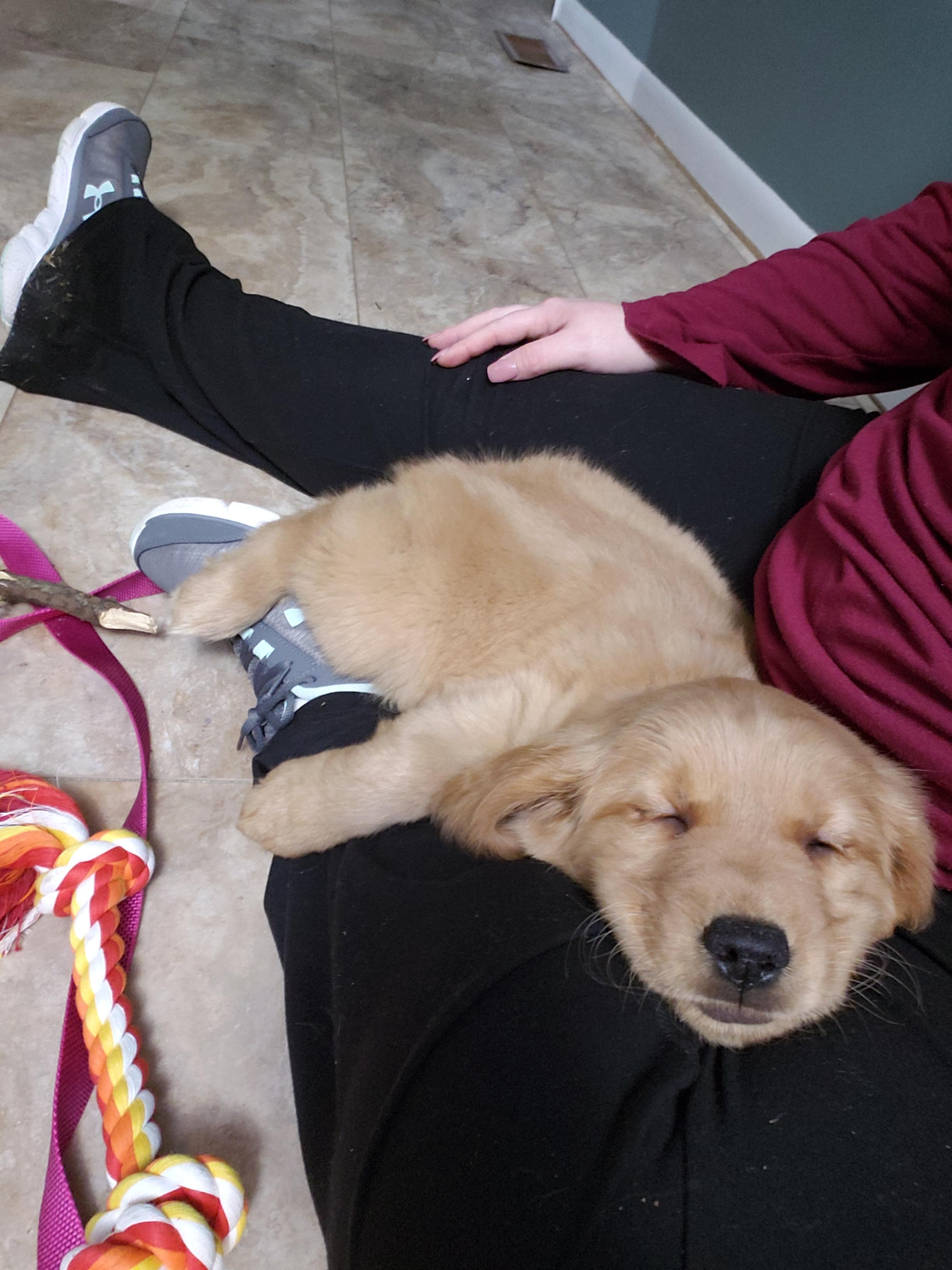 I finally found my best friend. Reddit, meet Sirona. r/aww