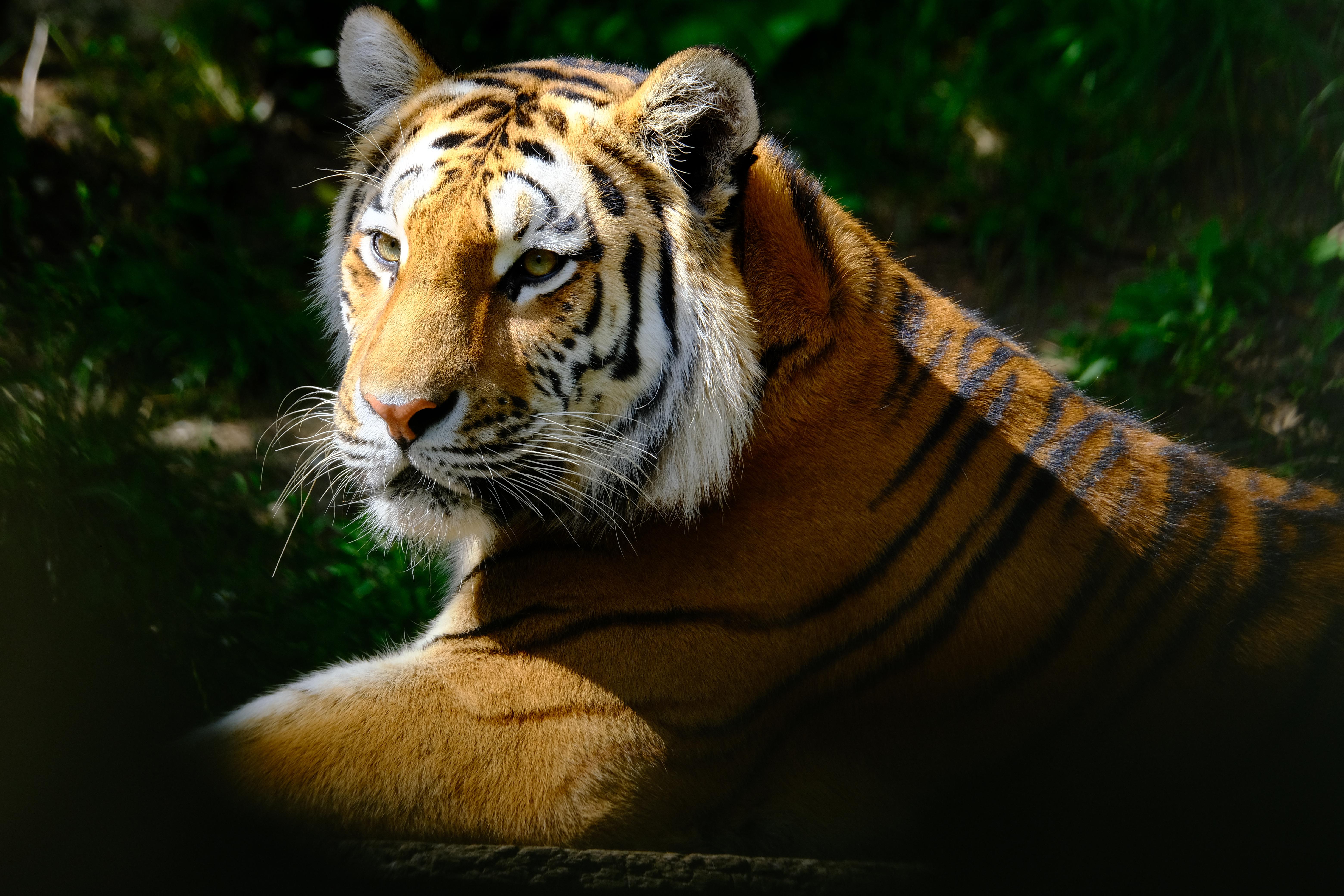 "Tiger Tiger. burning bright..." [XT4, 100400] r/fujifilm