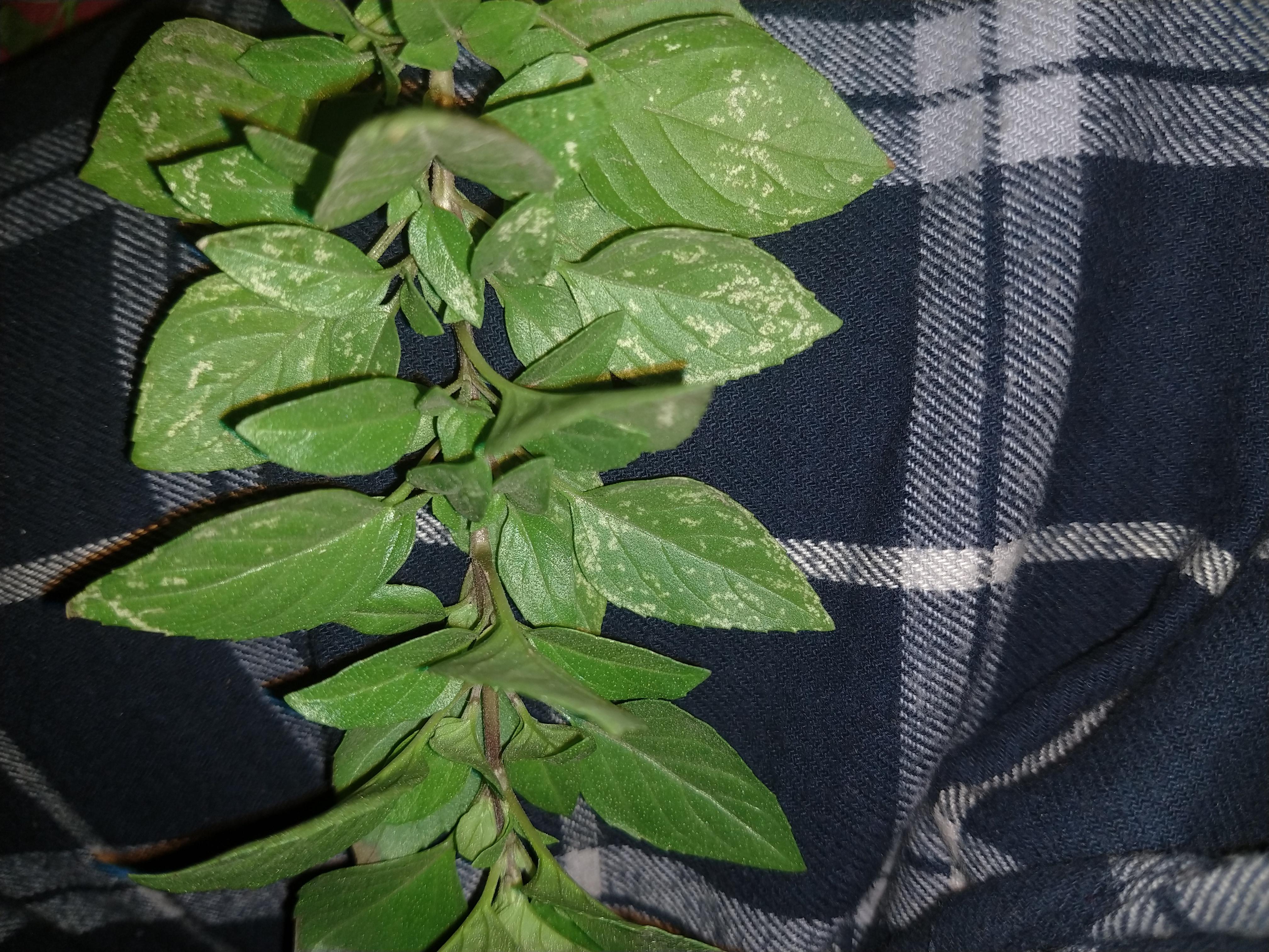 Mint Leaves With White Spots Herbs and Food Recipes