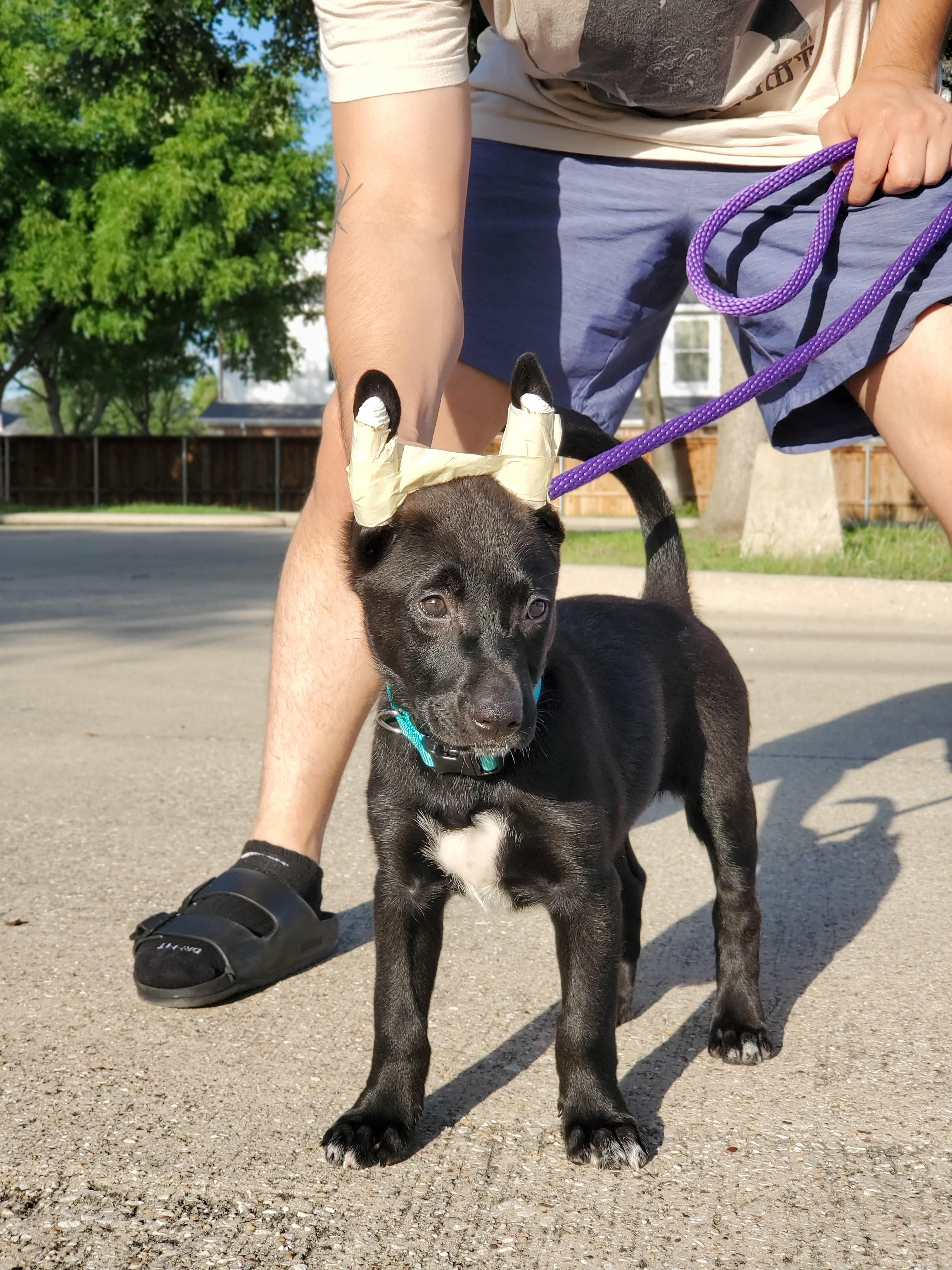 New coated xolo owner r/Xoloitzquintli