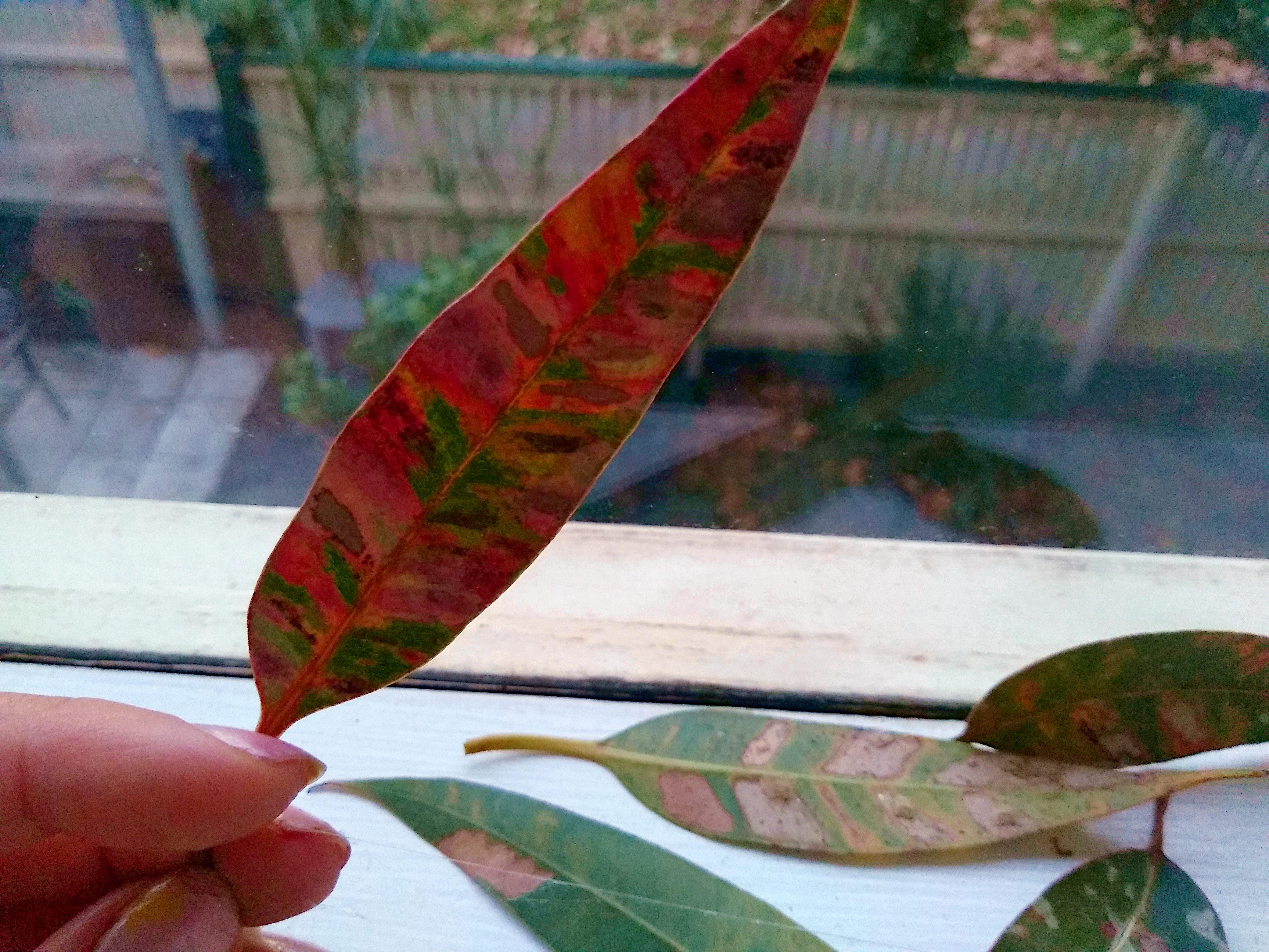 All the colours within this gumtree leaf in Australia. r