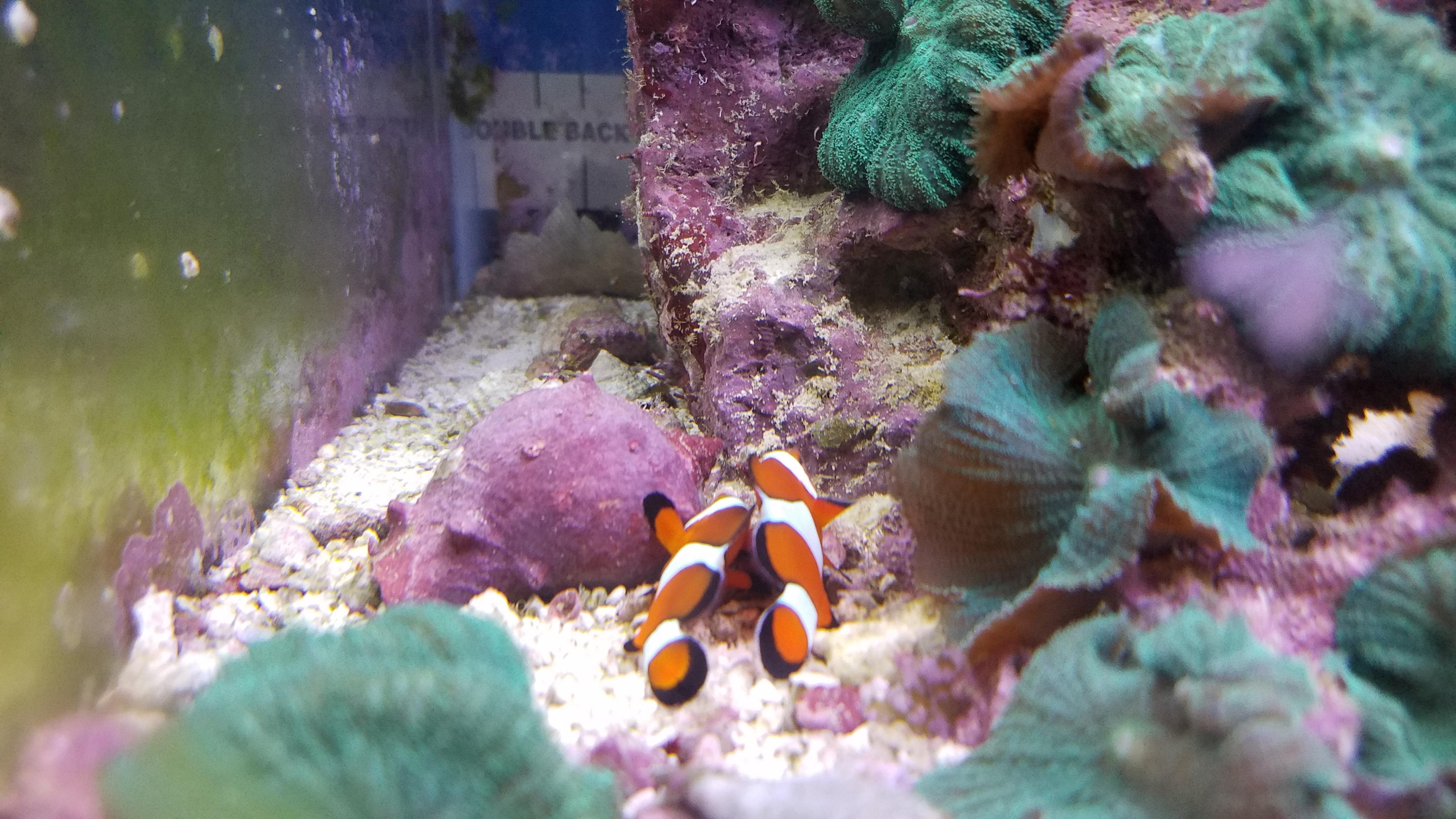 Today I learned that my clownfish cuddle at night. This