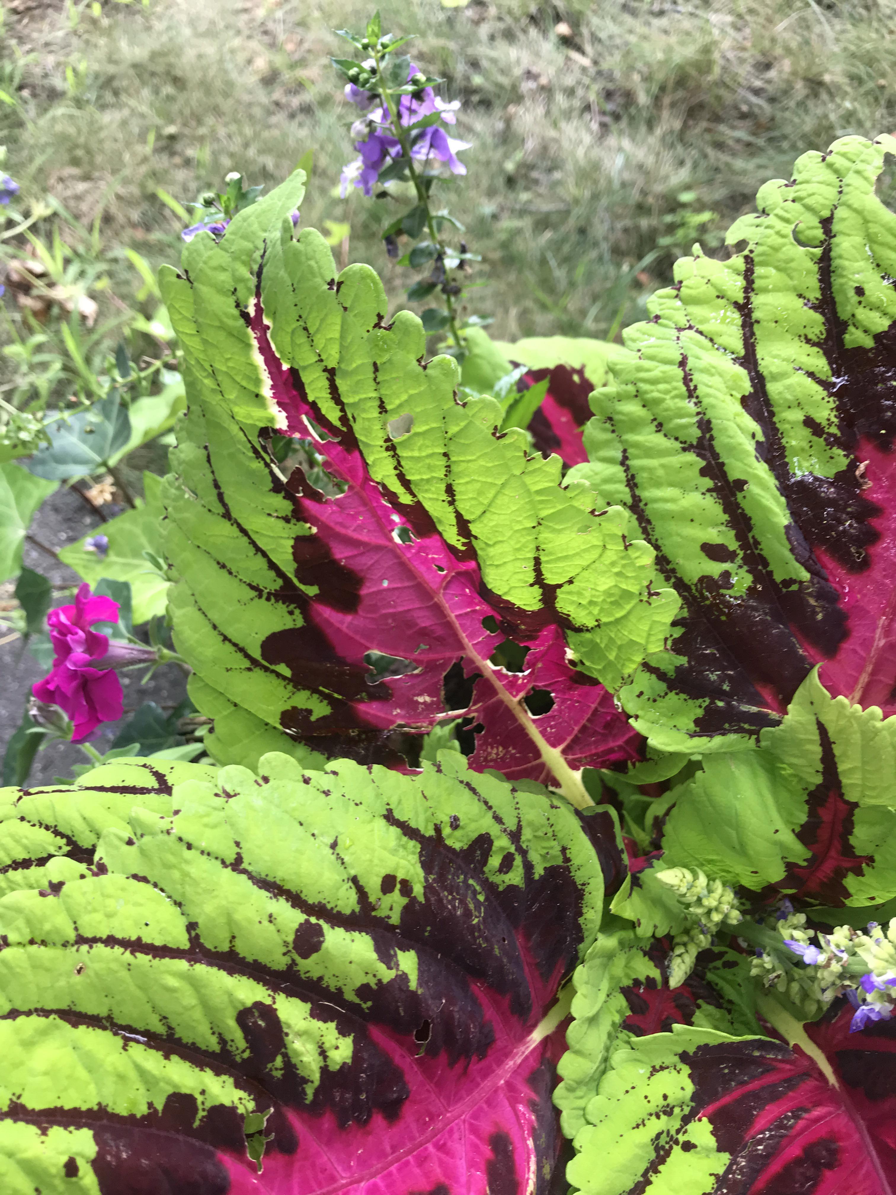 What is eating my plant r/plants