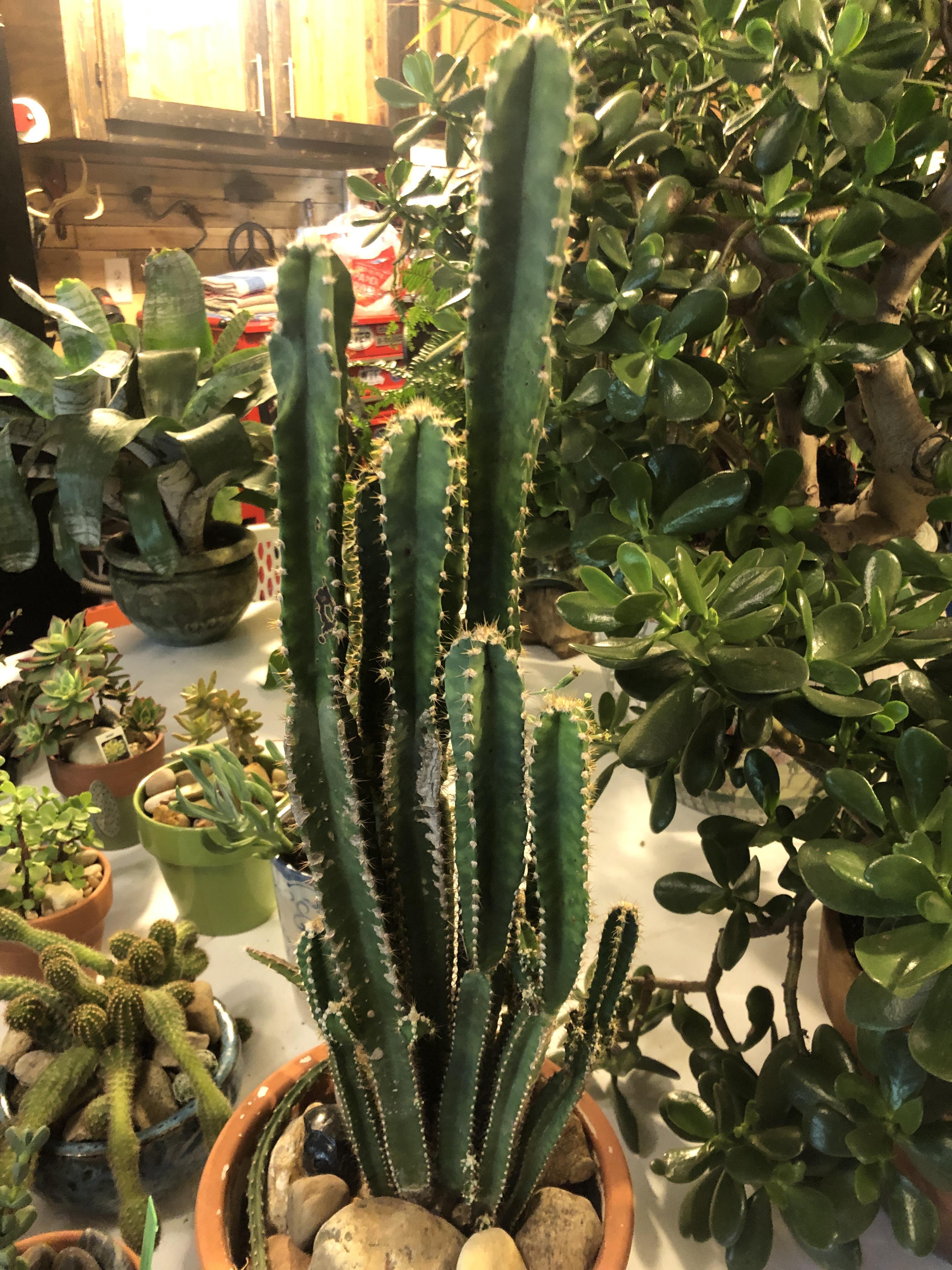 I live in zone 6. Frost has started and I need an I’d on my cacti so I know cold hardiness if