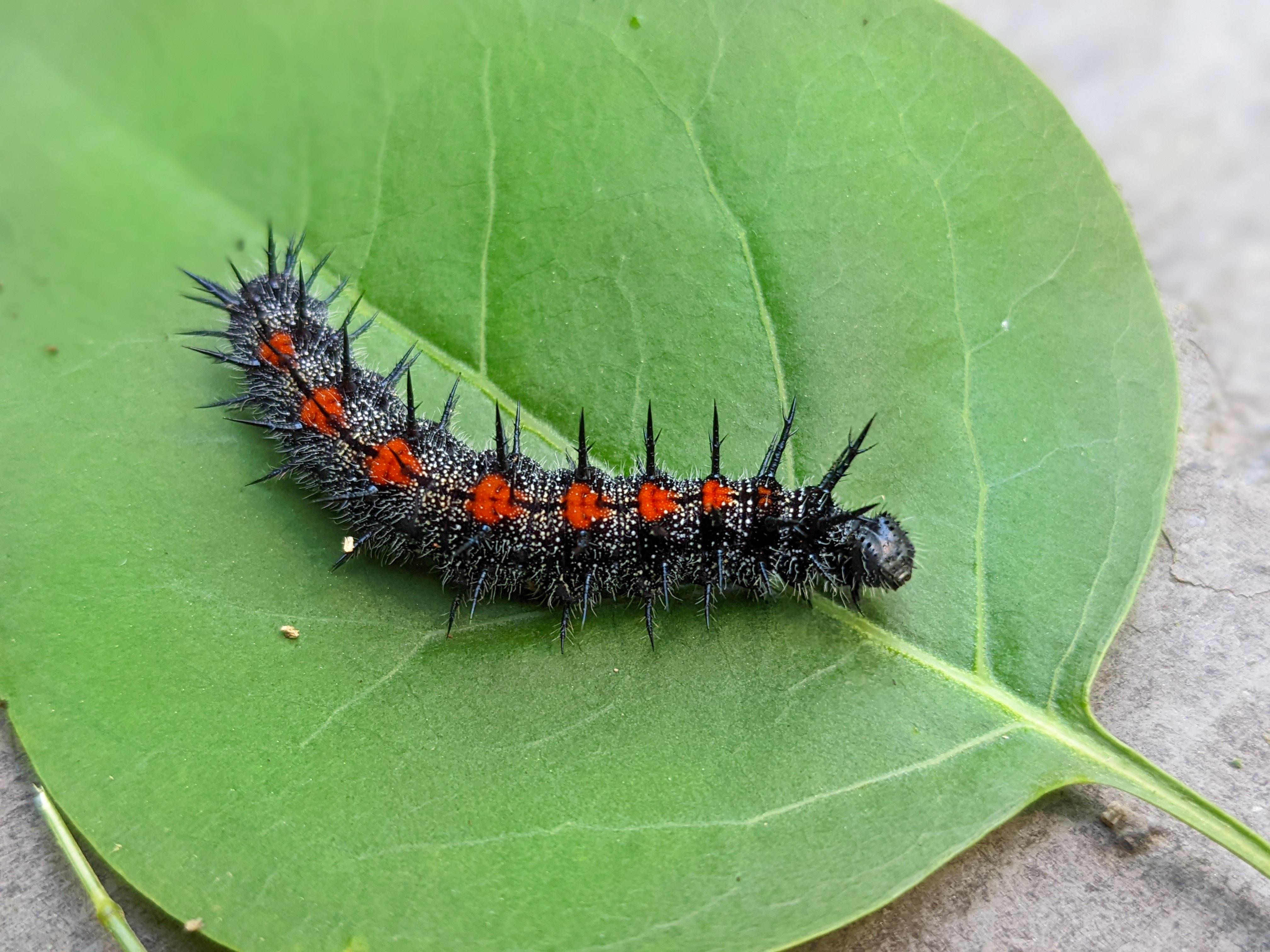 🔥 this spikey caterpillar I found in my garden 🔥 NatureIsFuckingLit