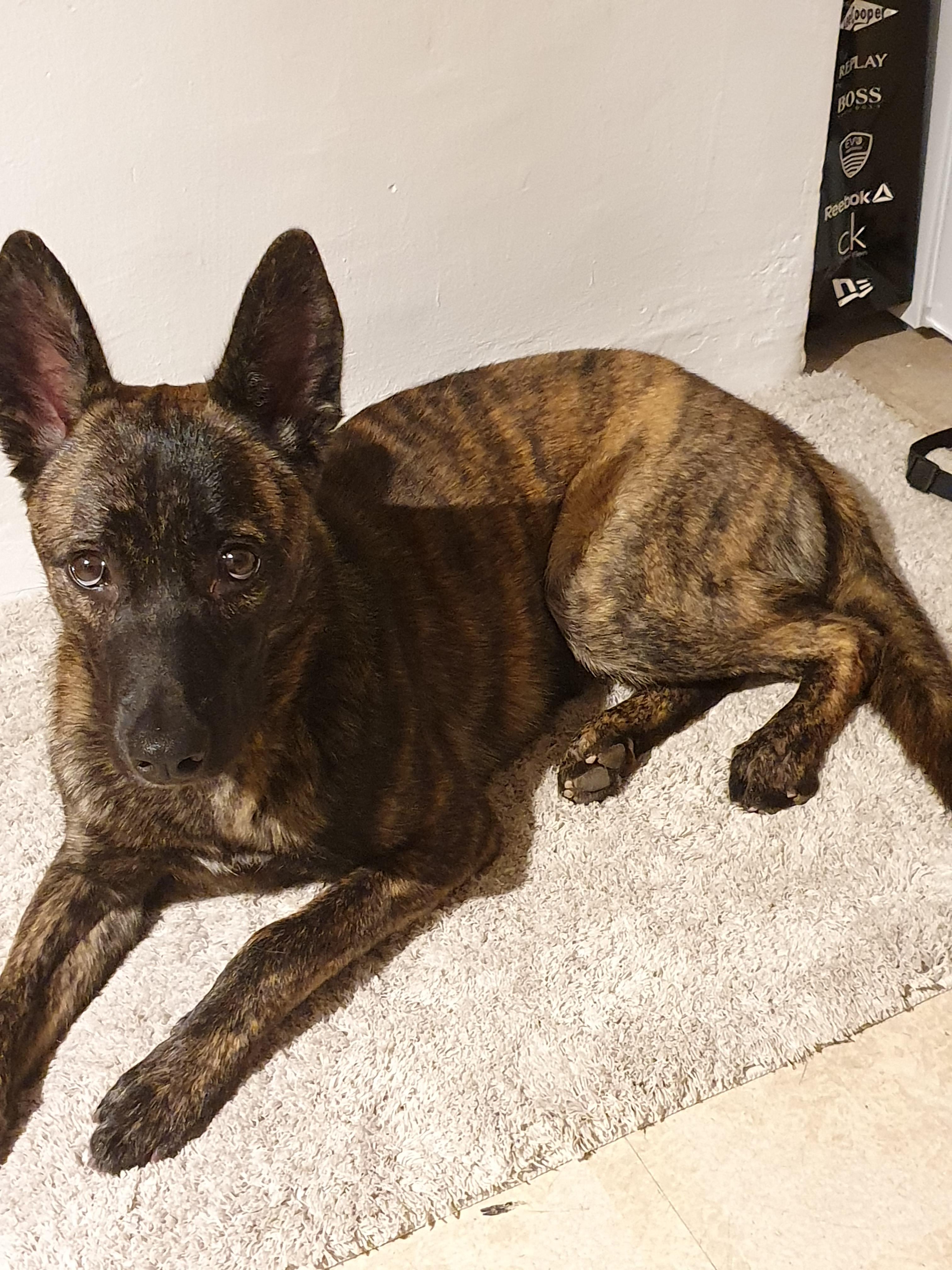 I adopted this 1 y.o. I was told he's a mixed Dutch shepherd. r