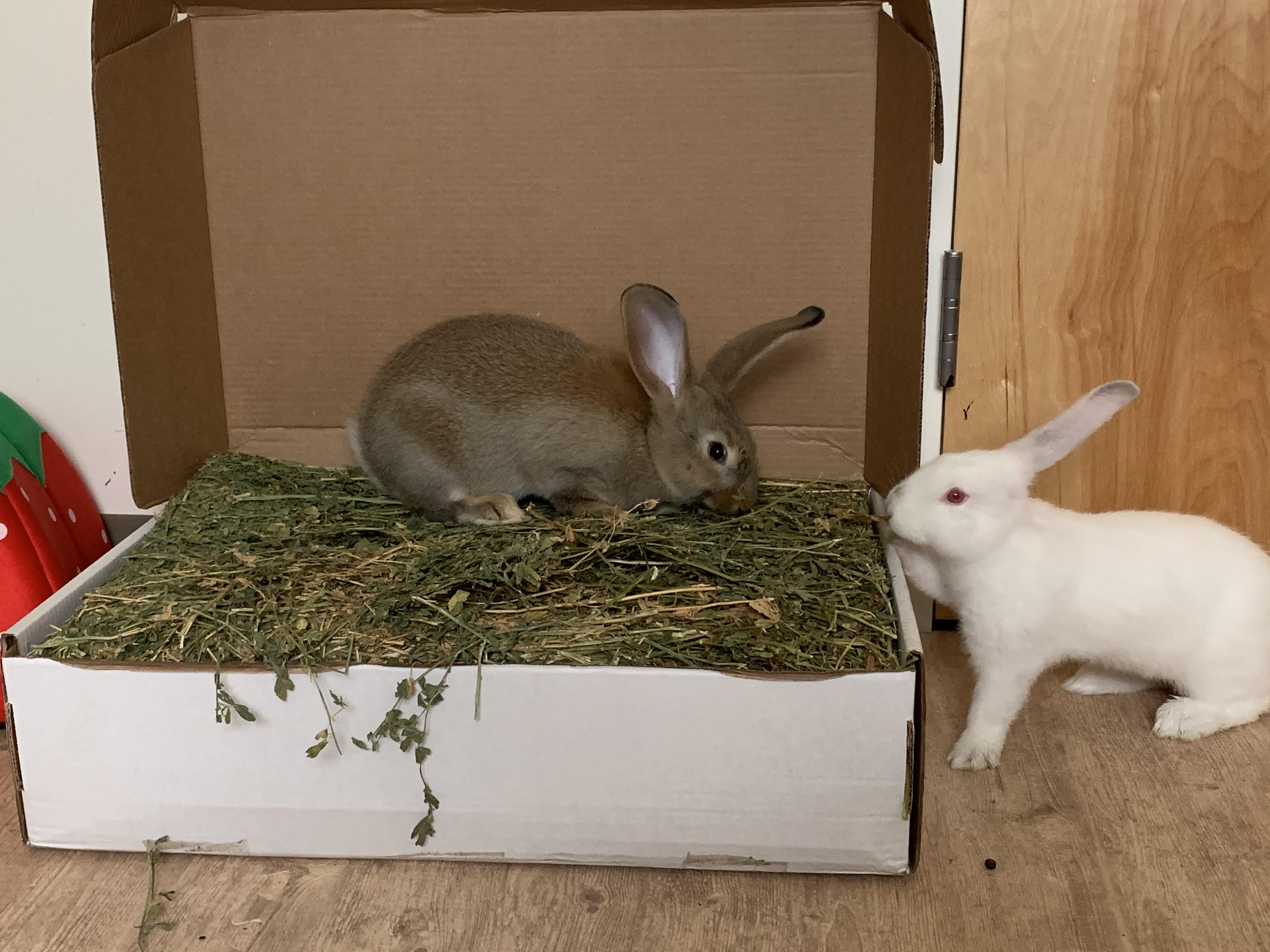 We decided to get alfalfa from a new company, as the stuff from tractor