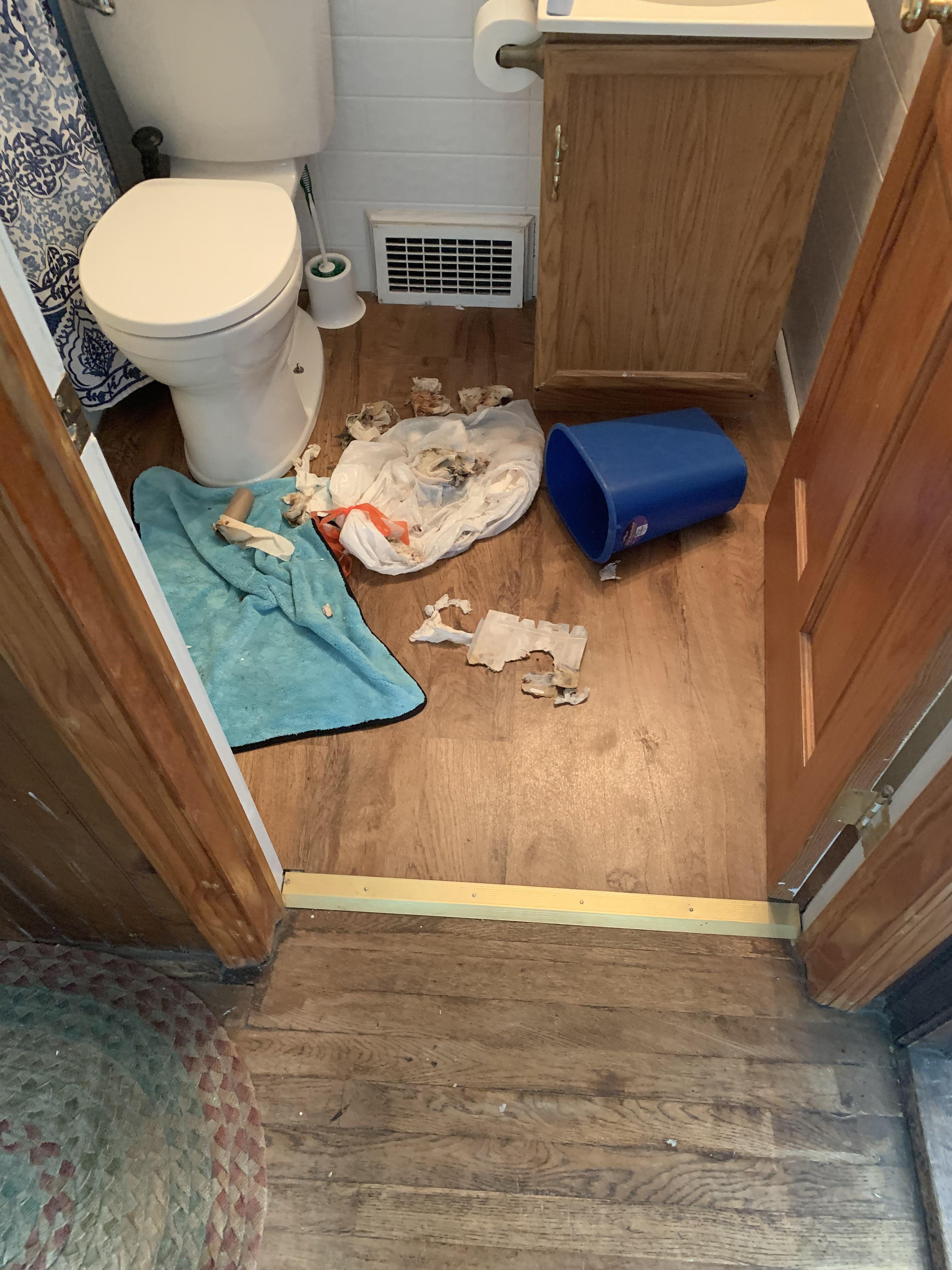 My dog got into the trash and proceeded to throw up on it. r