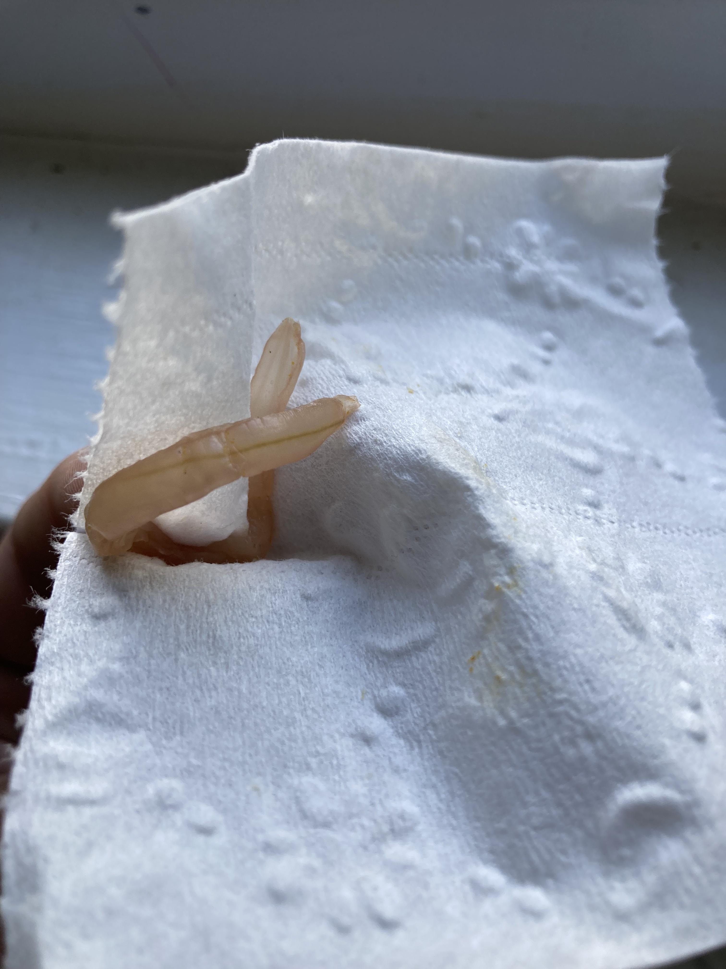 My dog just vomited this Is it a tapeworm? r/DogAdvice