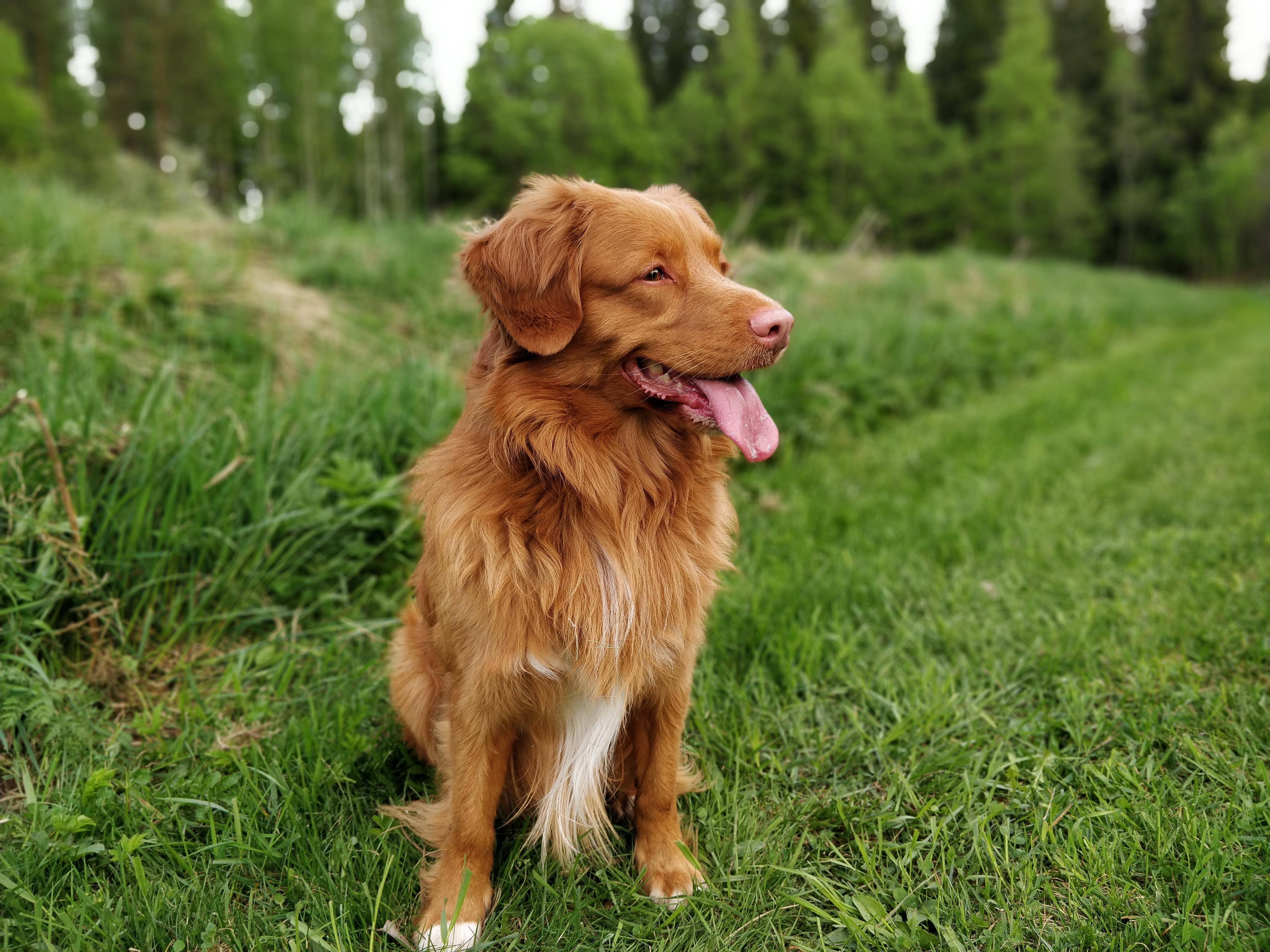 My Nova Scotia Tolling Retriever r/PuppySmiles