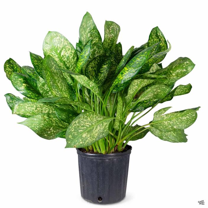 Have you ever seen/purchased a Aglaonema Lumina from Home Depot, Lowes