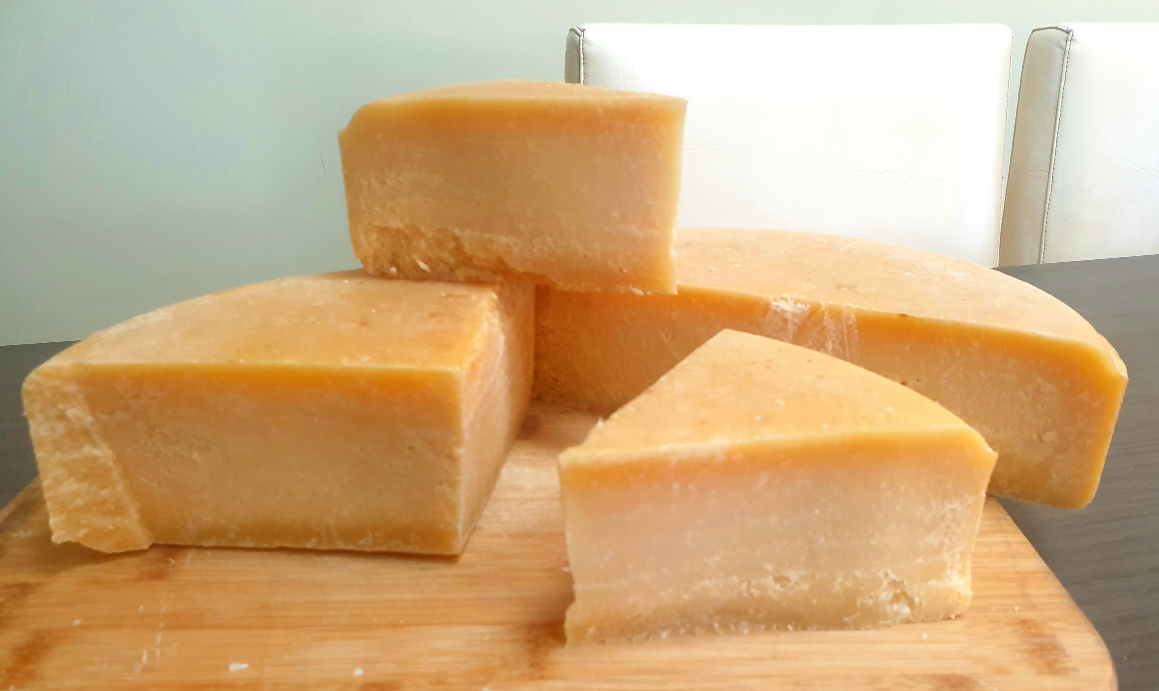 The biggest Parmesan cheese I've ever made. Used 10 gallons of milk and