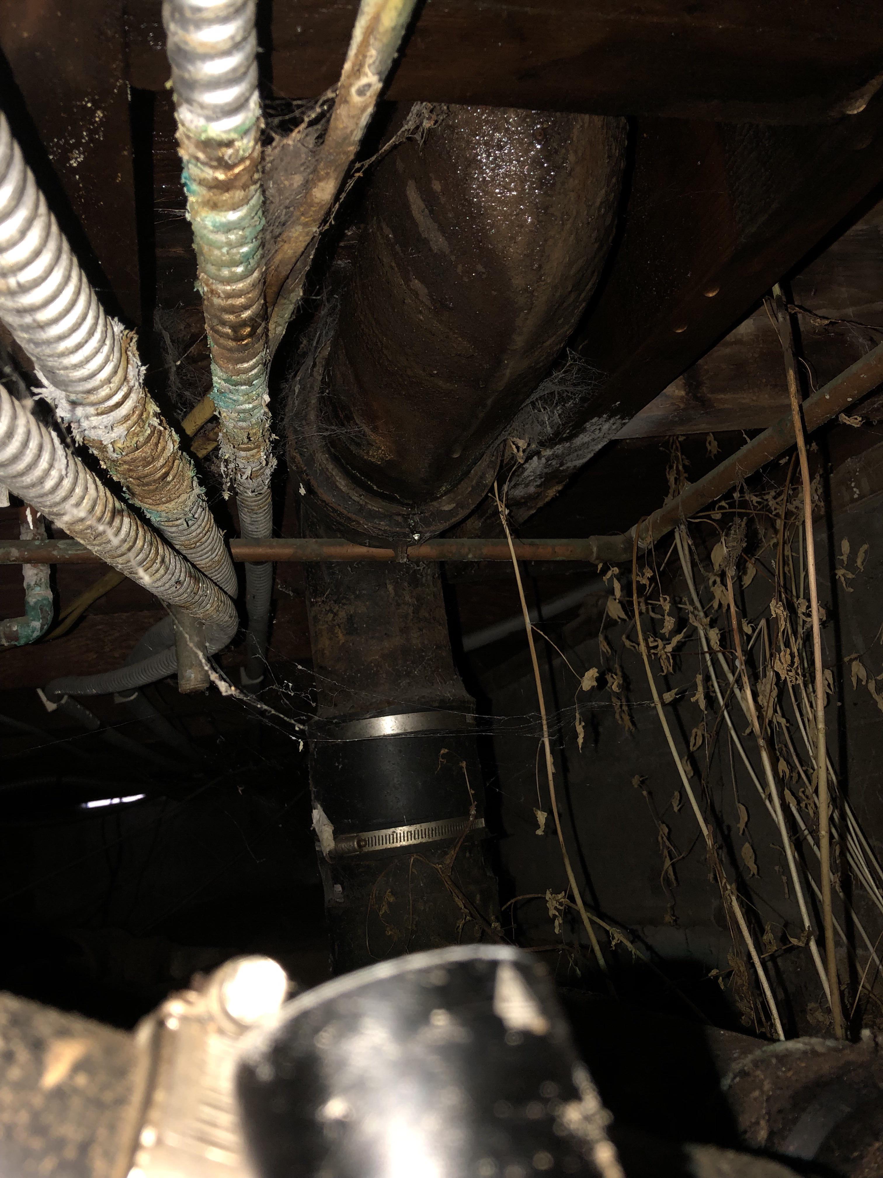 That’s why the house smells like shit. I thought it was a dead cat