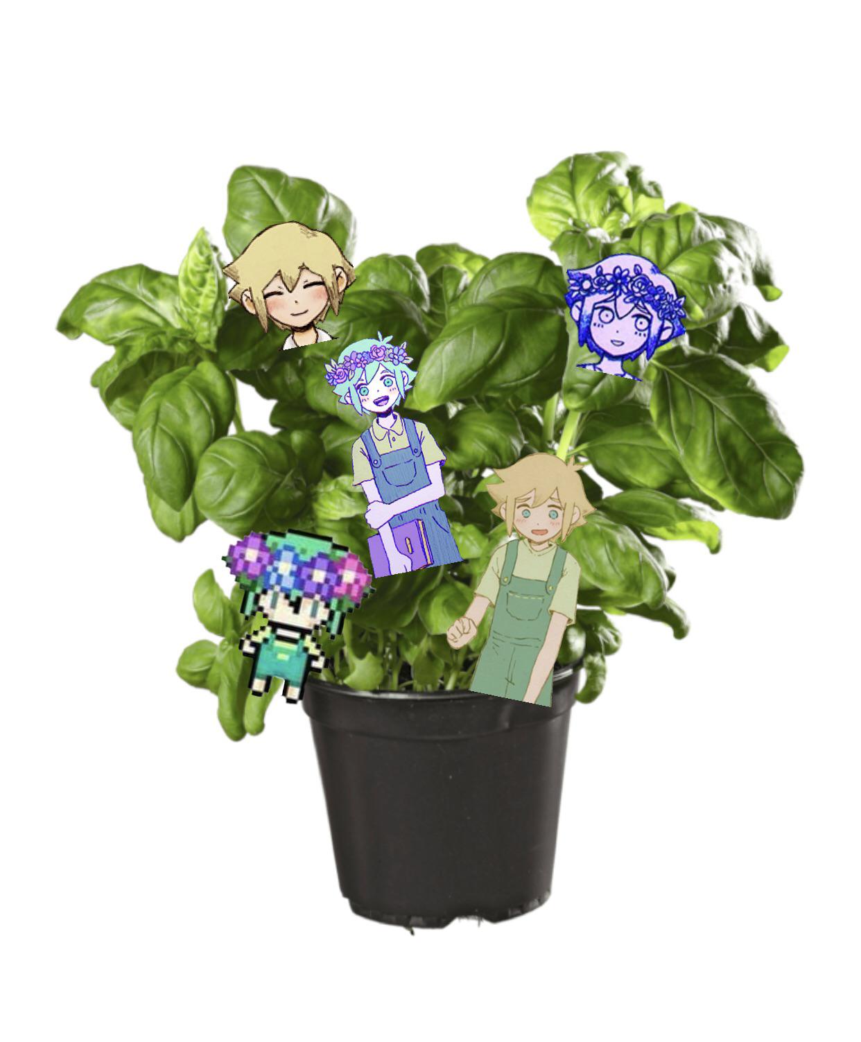 A Basil plant r/OMORI