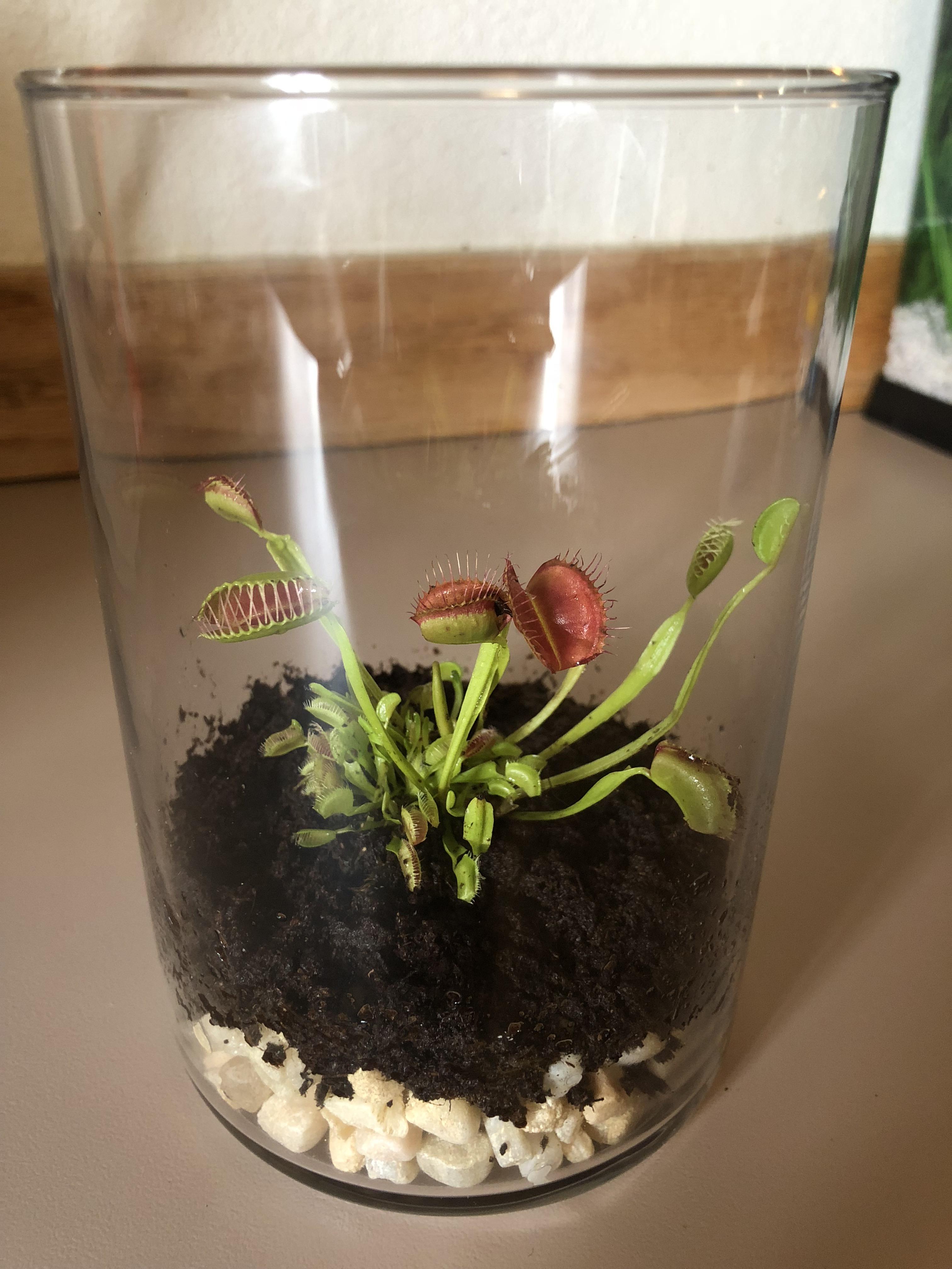 Invested in my first Venus Fly Trap. Told they’re hard to keep alive in