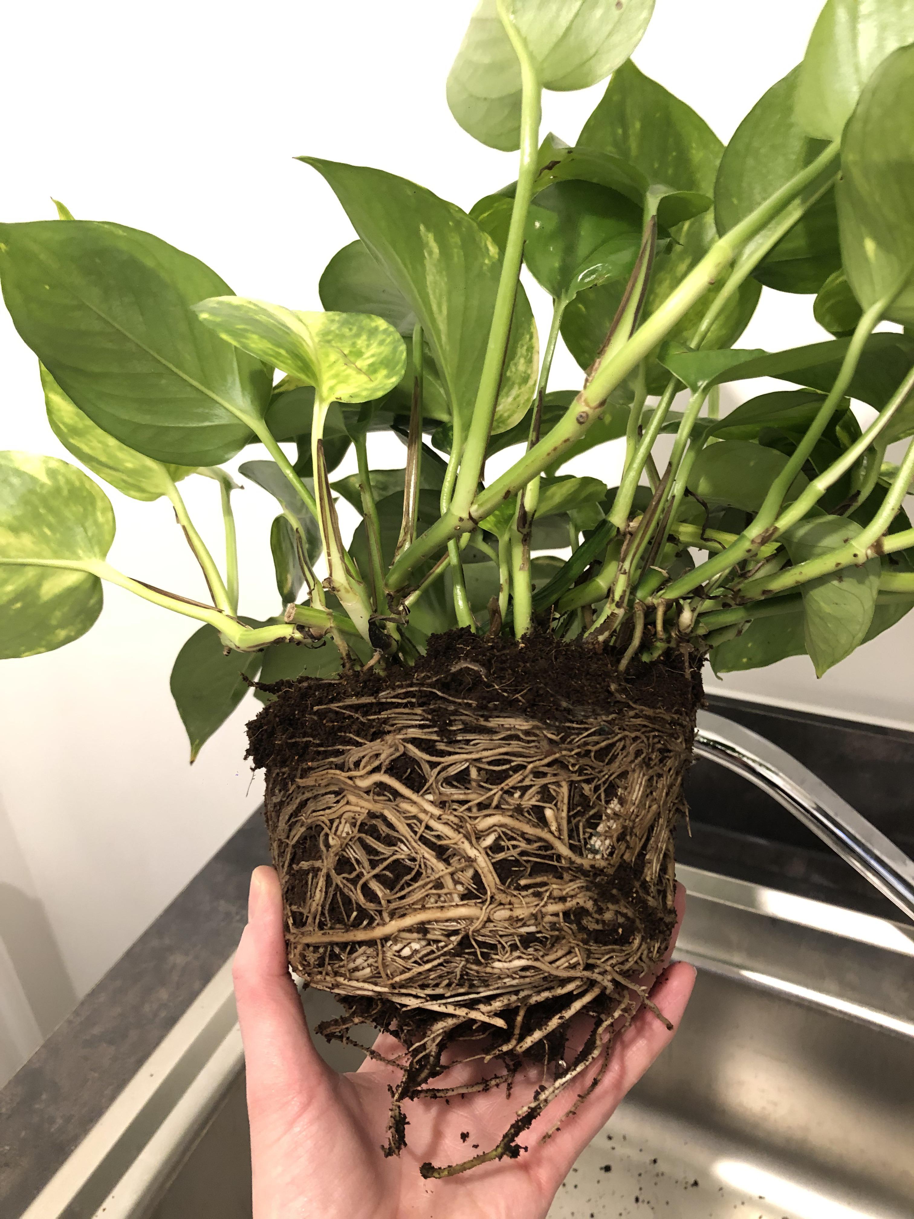 My golden pothos which I got fro Patch in October, has barely grown