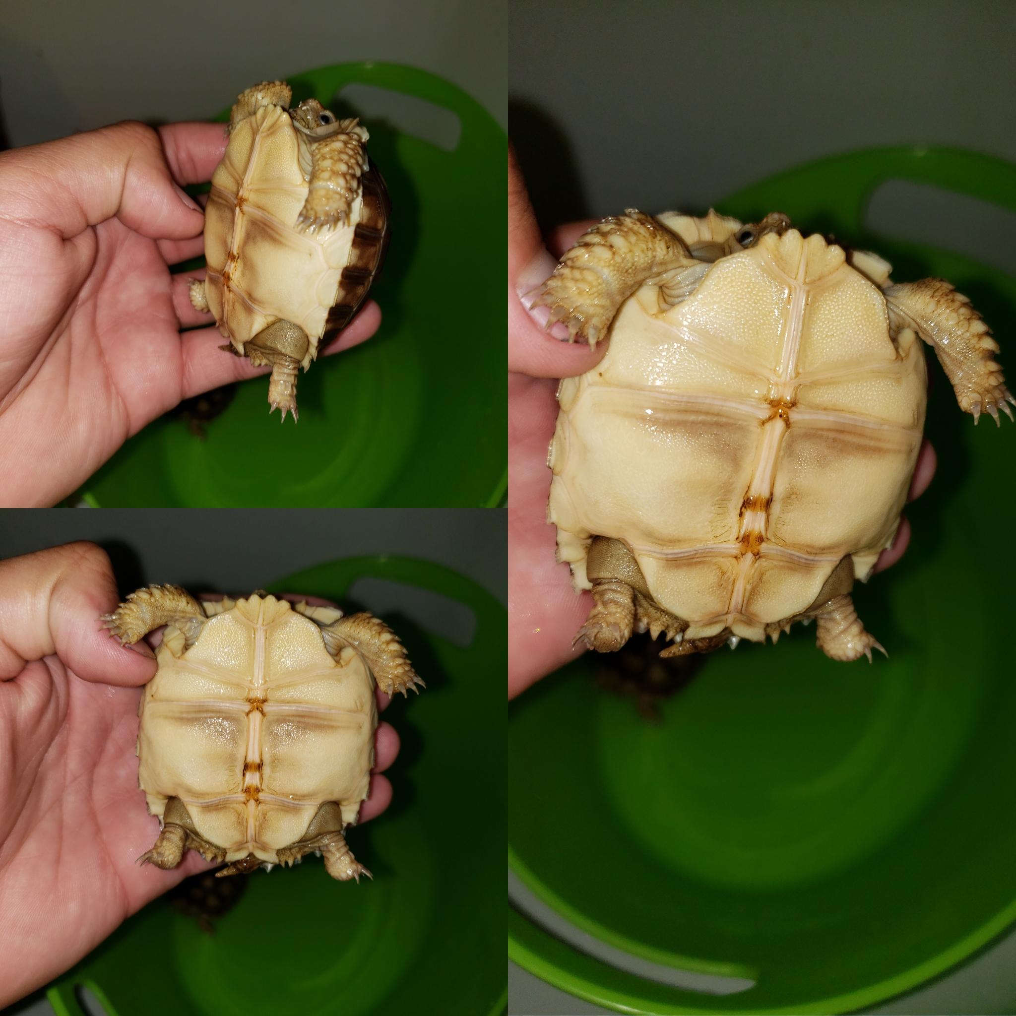 Is my tortoise okay? Can anyone tell me if this is normal or if
