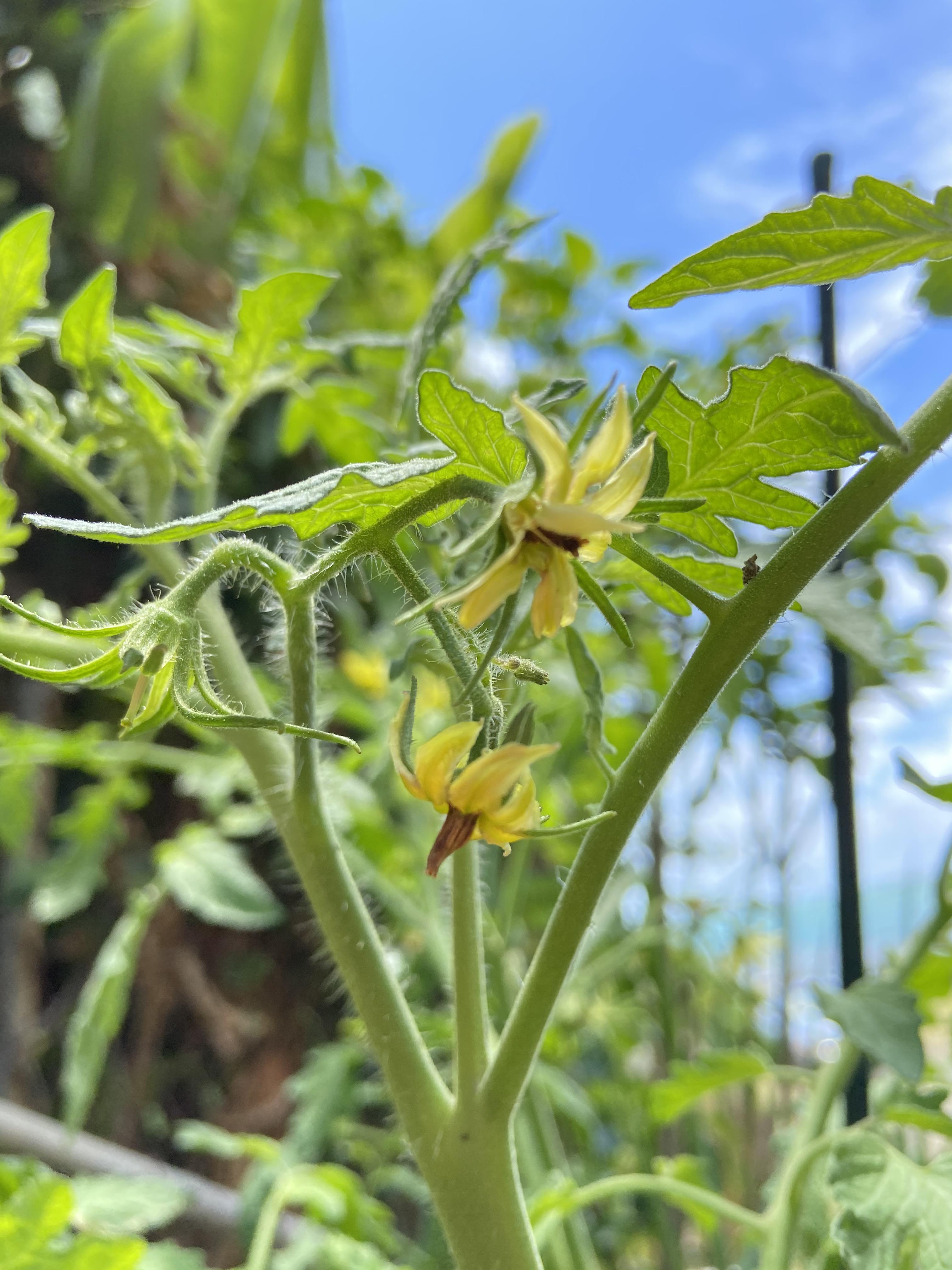 Does anyone know why my tomato blossoms browning in the middle? Is