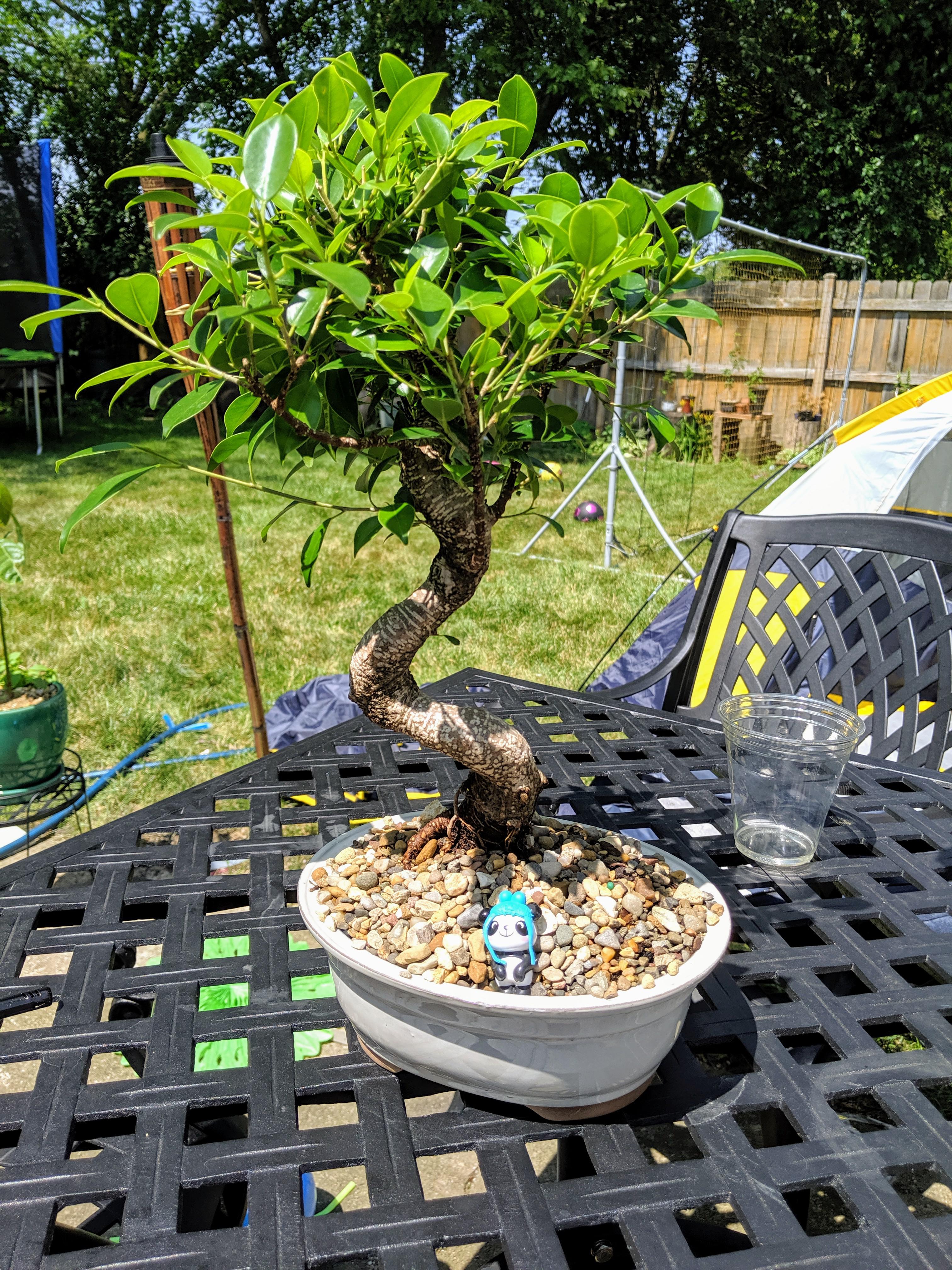 This is what I bought with my father's day gift card from home Depot. r/Bonsai