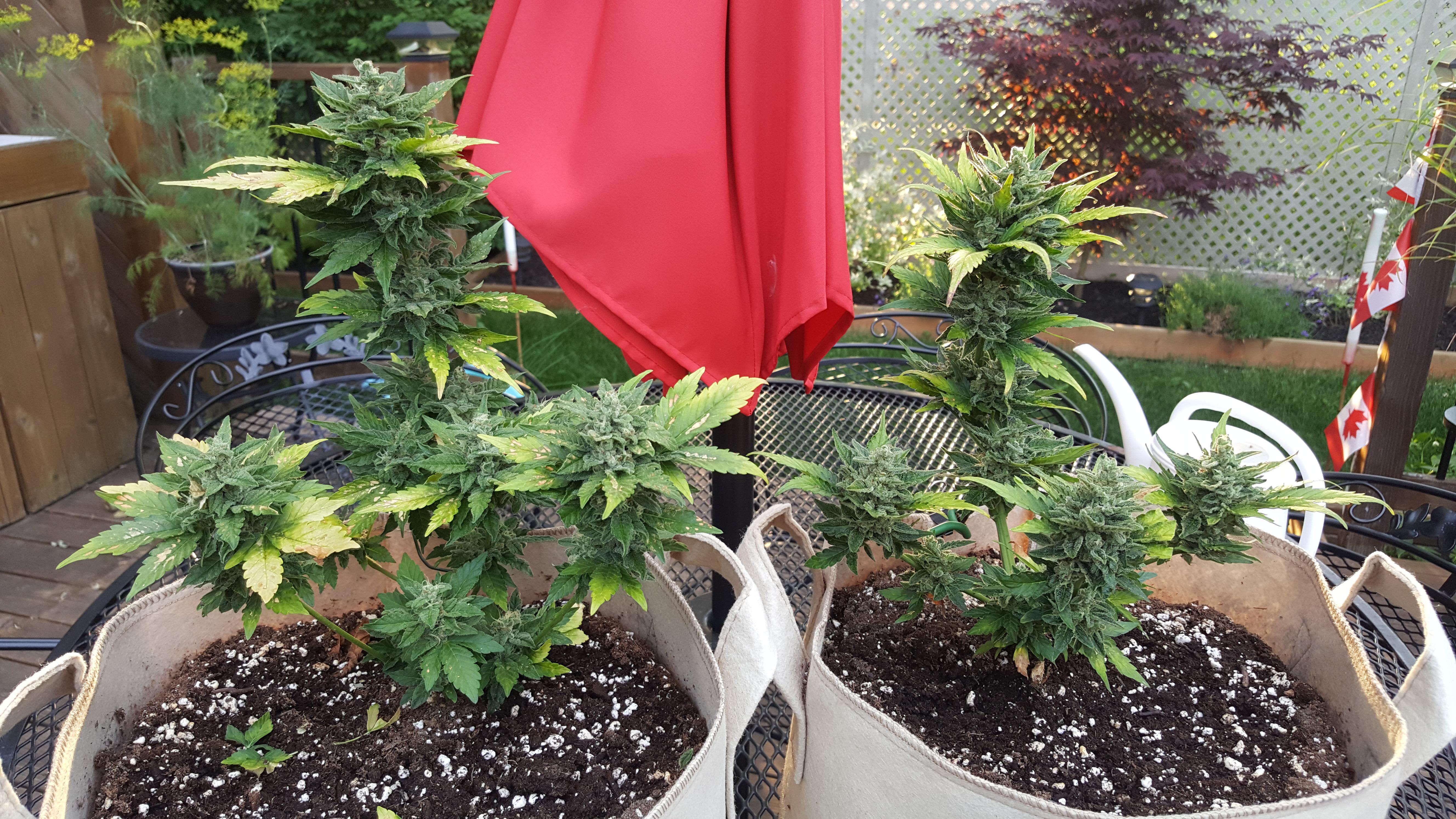 Week 7 (day 68 from seed) outdoor Northern lights x blueberry autos