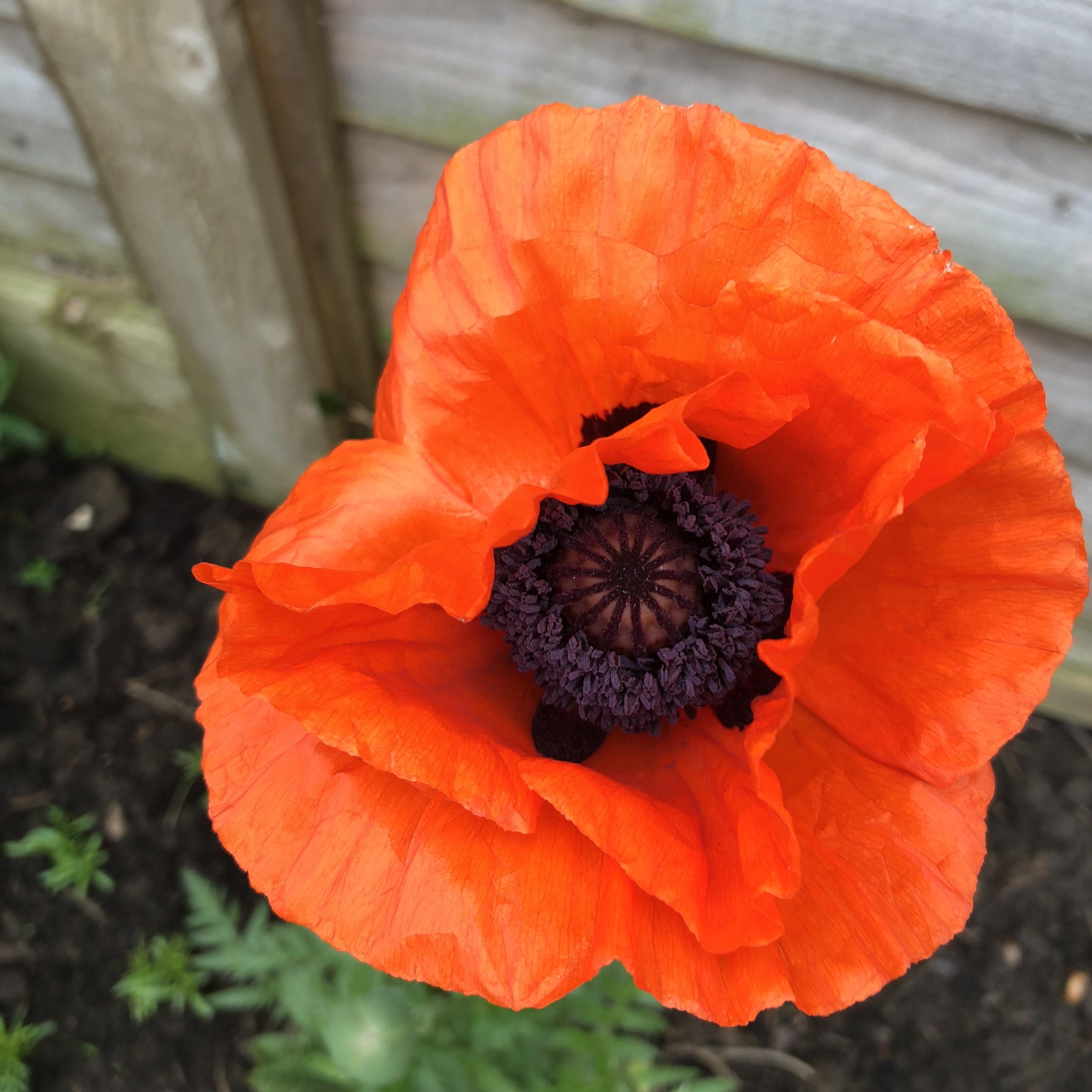 My ‘brilliant’ poppies have finally arrived! r/gardening
