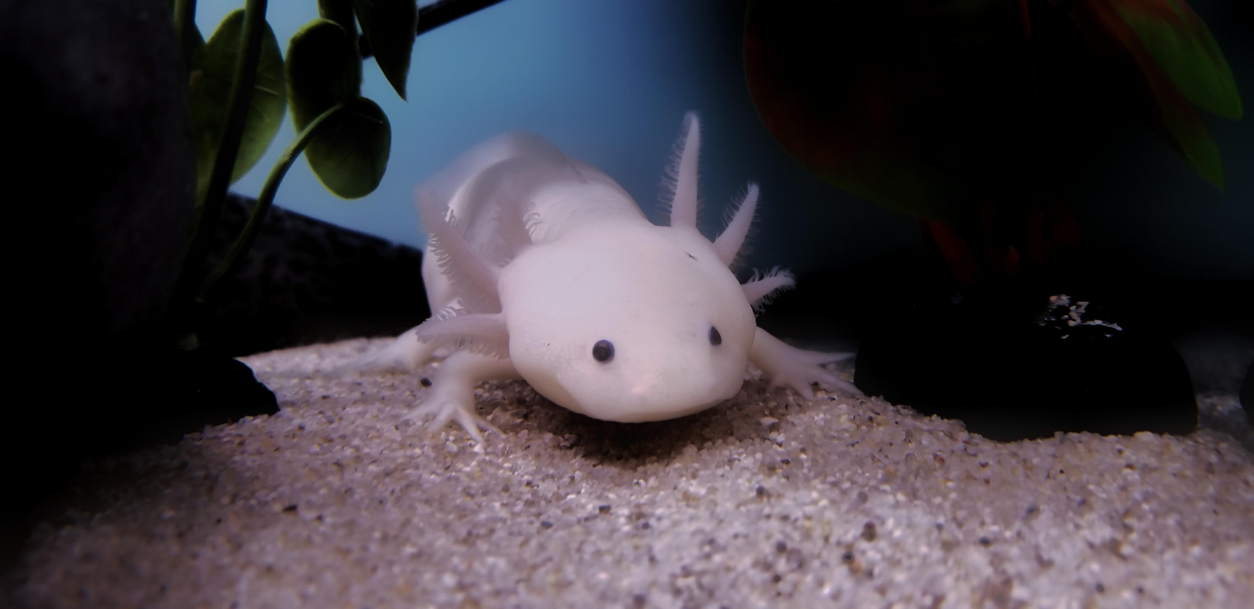 This is my almost allwhite axolotl ghost. Even his gills are white 😮 axolotls