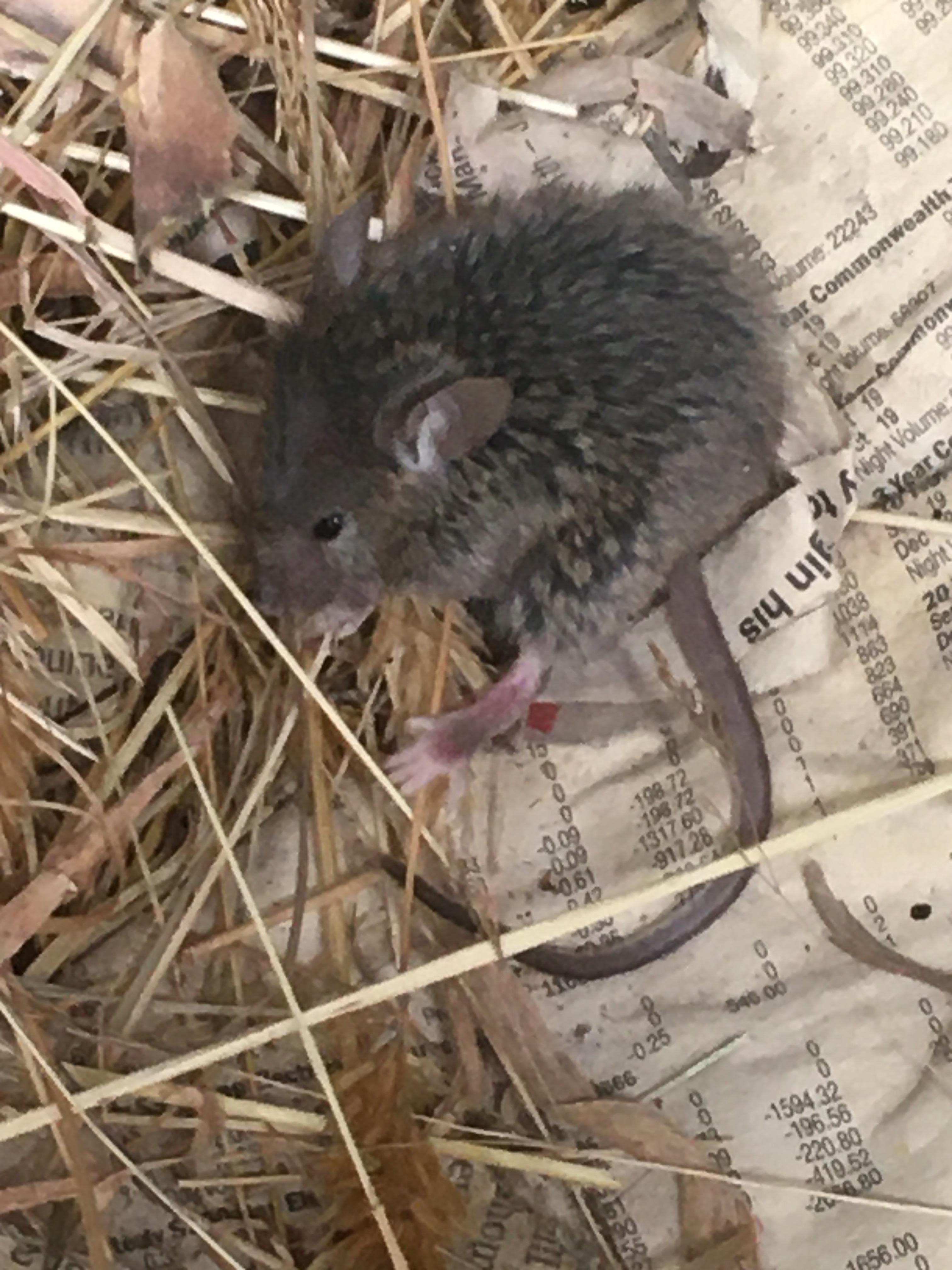 I found a baby mouse that is scared and shaking in a ball what do I do