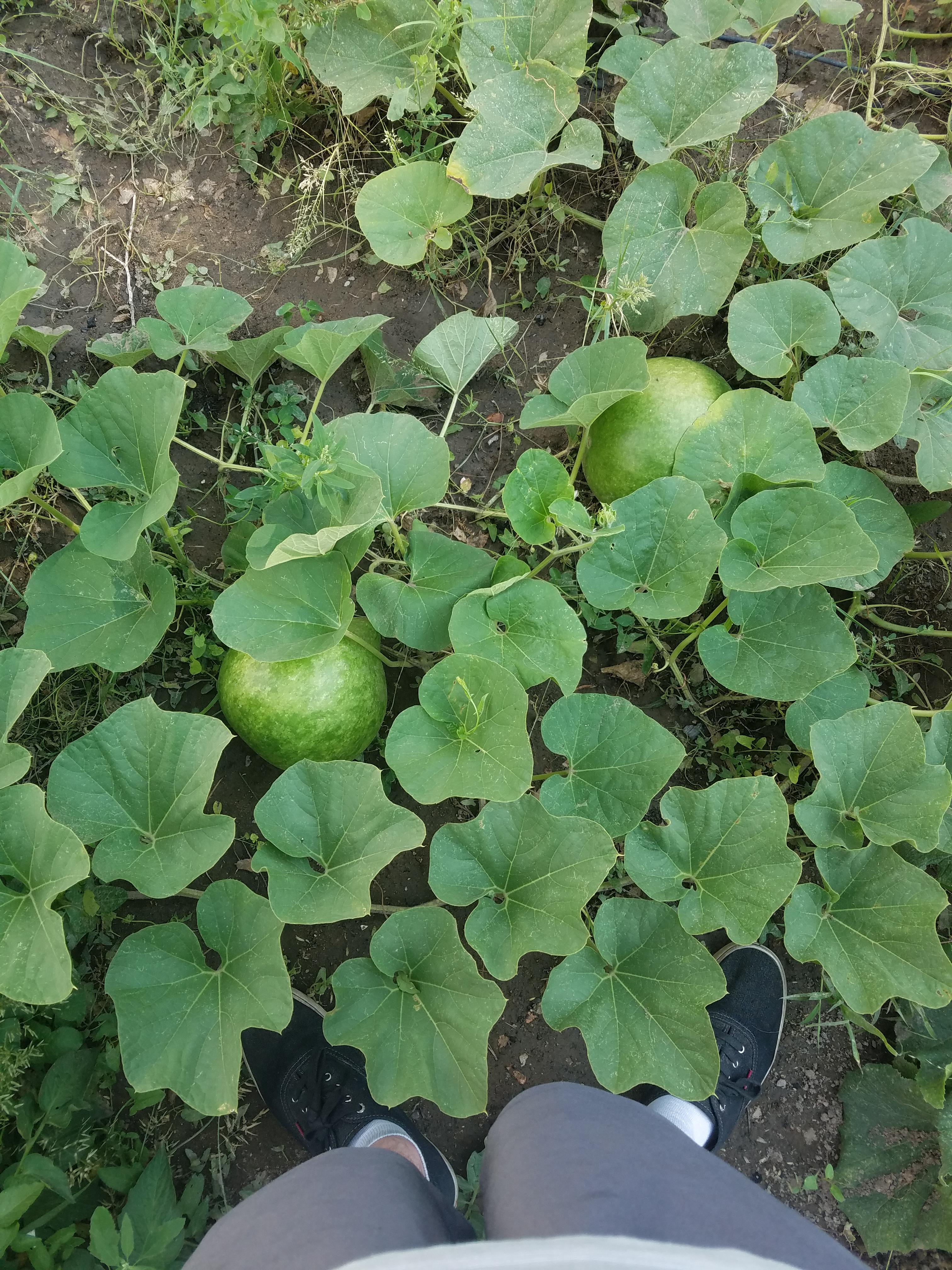 My bushel gourd plant is growing two large gourds, one being the one I