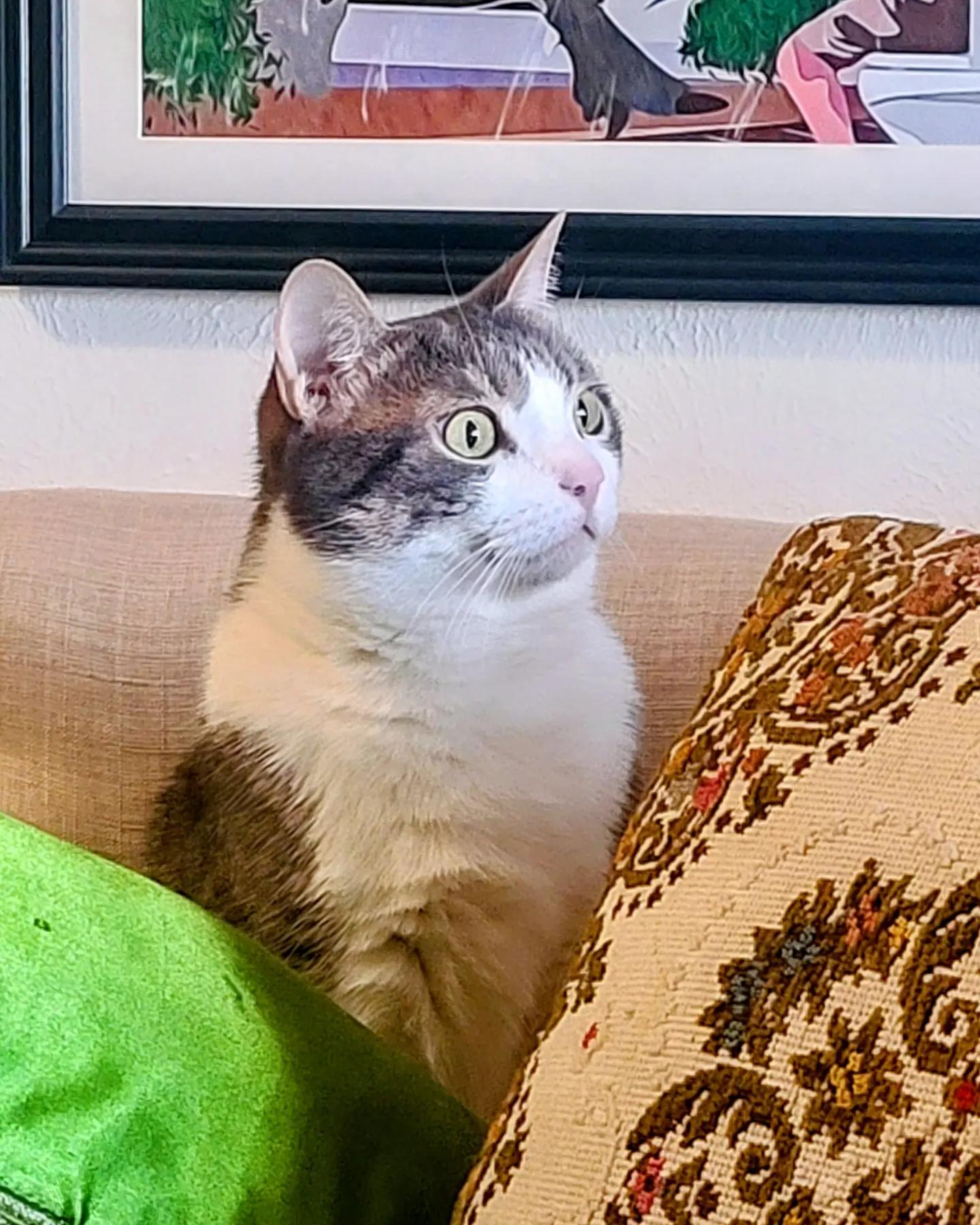 when a dove lands on the windowsill r/piebaldcats