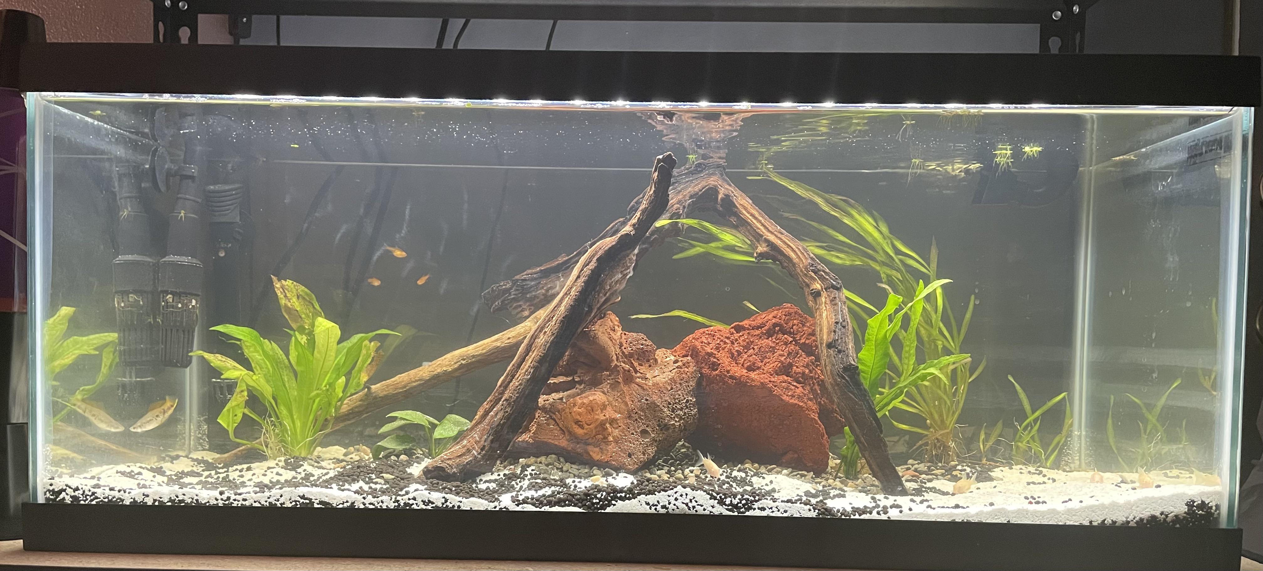 Fish👏Tank👏Review! My 20 long with a swordtail, ember tetras, and albino