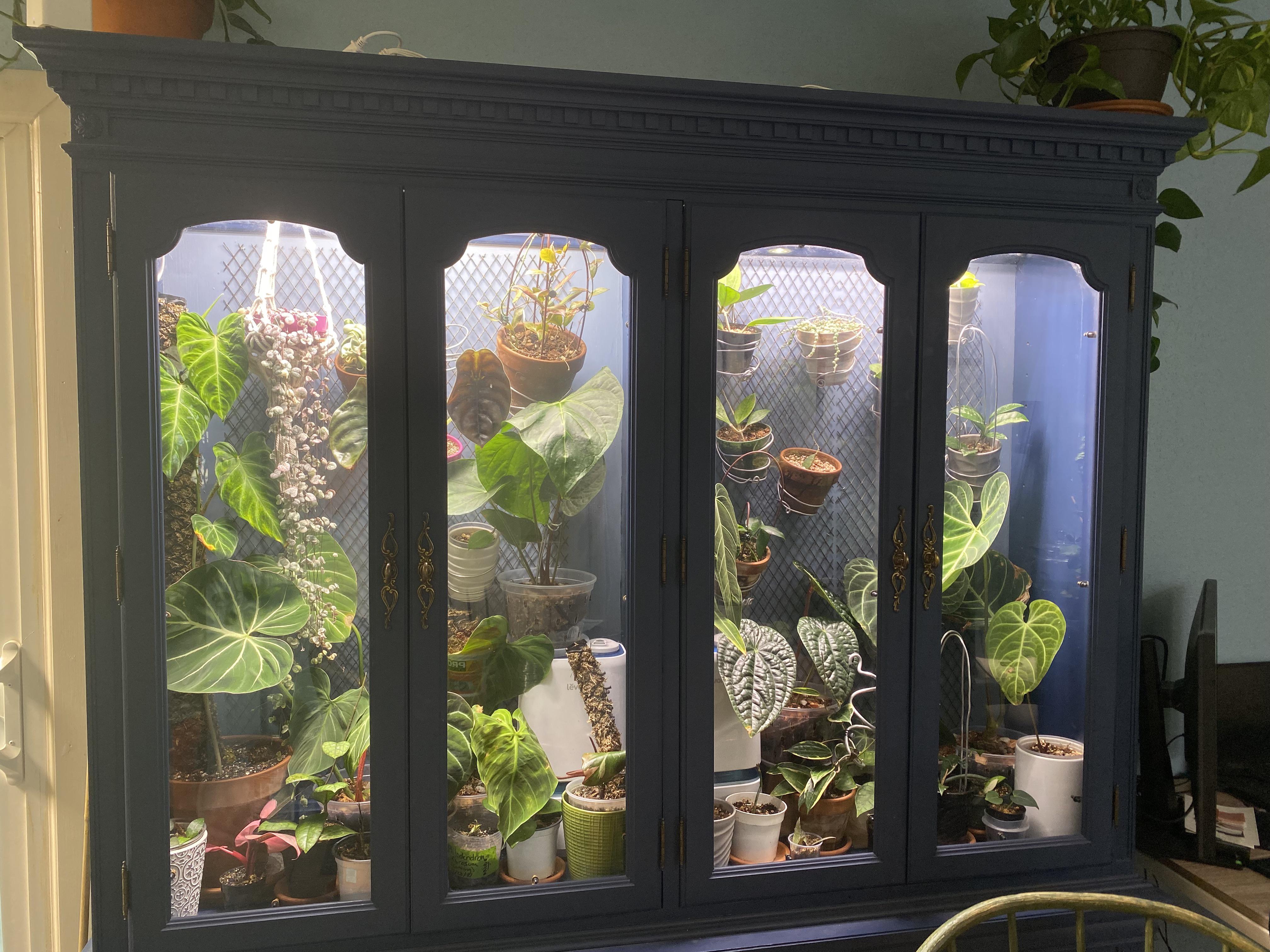 Turned This Curio Into A Plant (Don't Ask Me How Hard It Was To