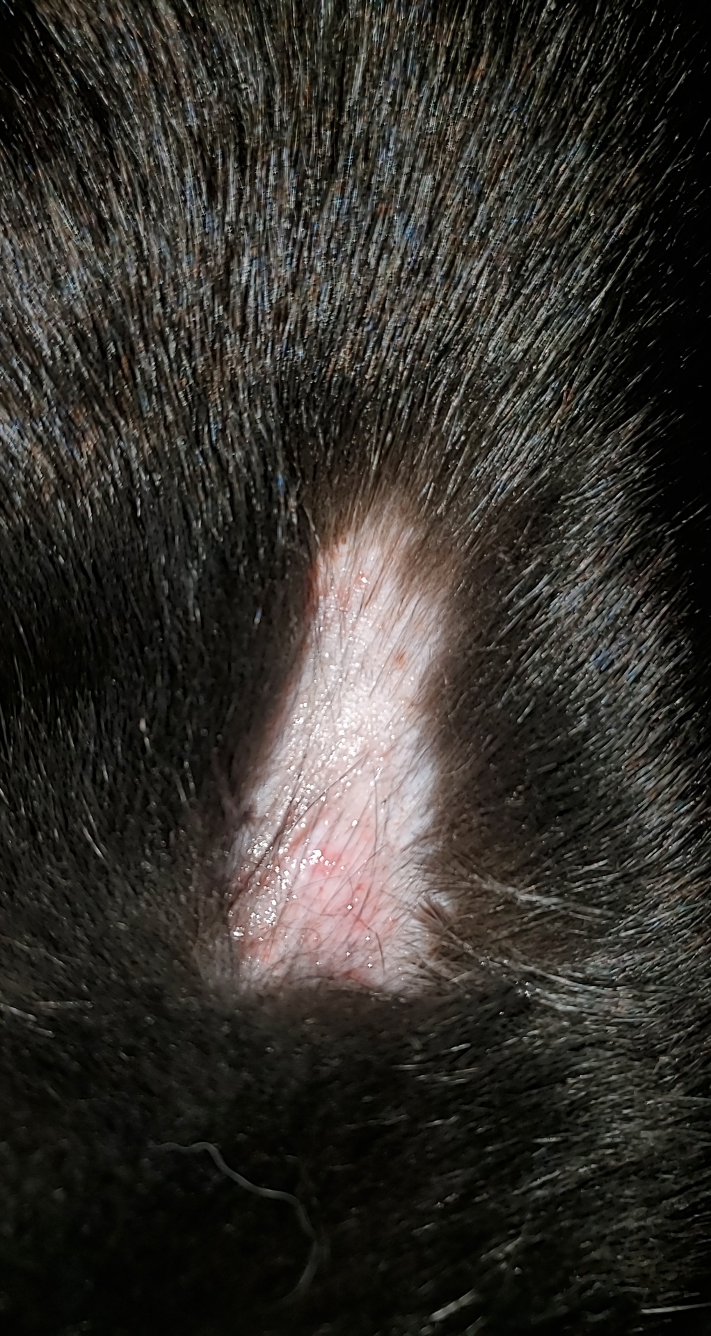 My cat keeps removing her scab catcare