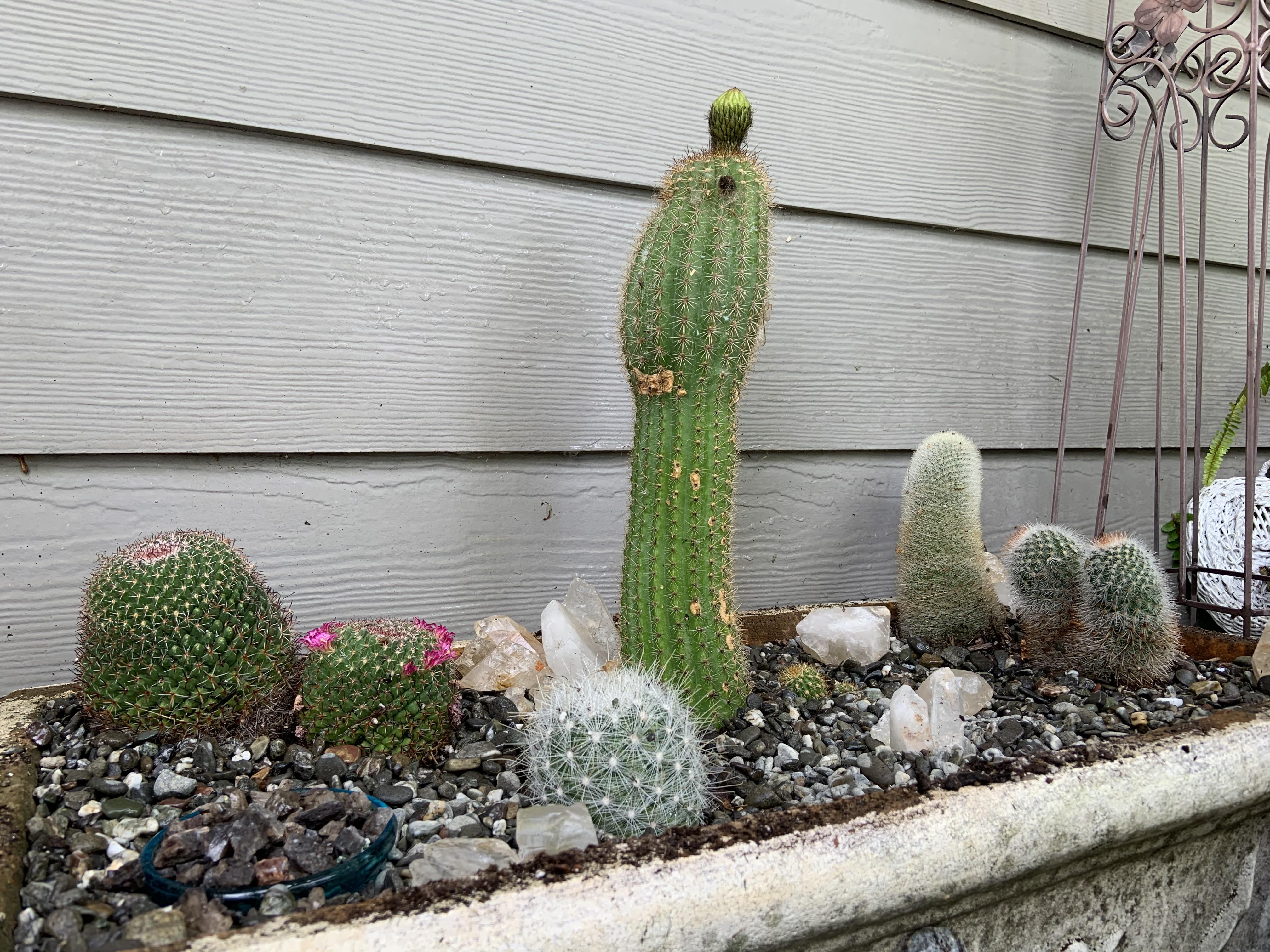 Started a cactus garden from cacti that I got from an estate sale that