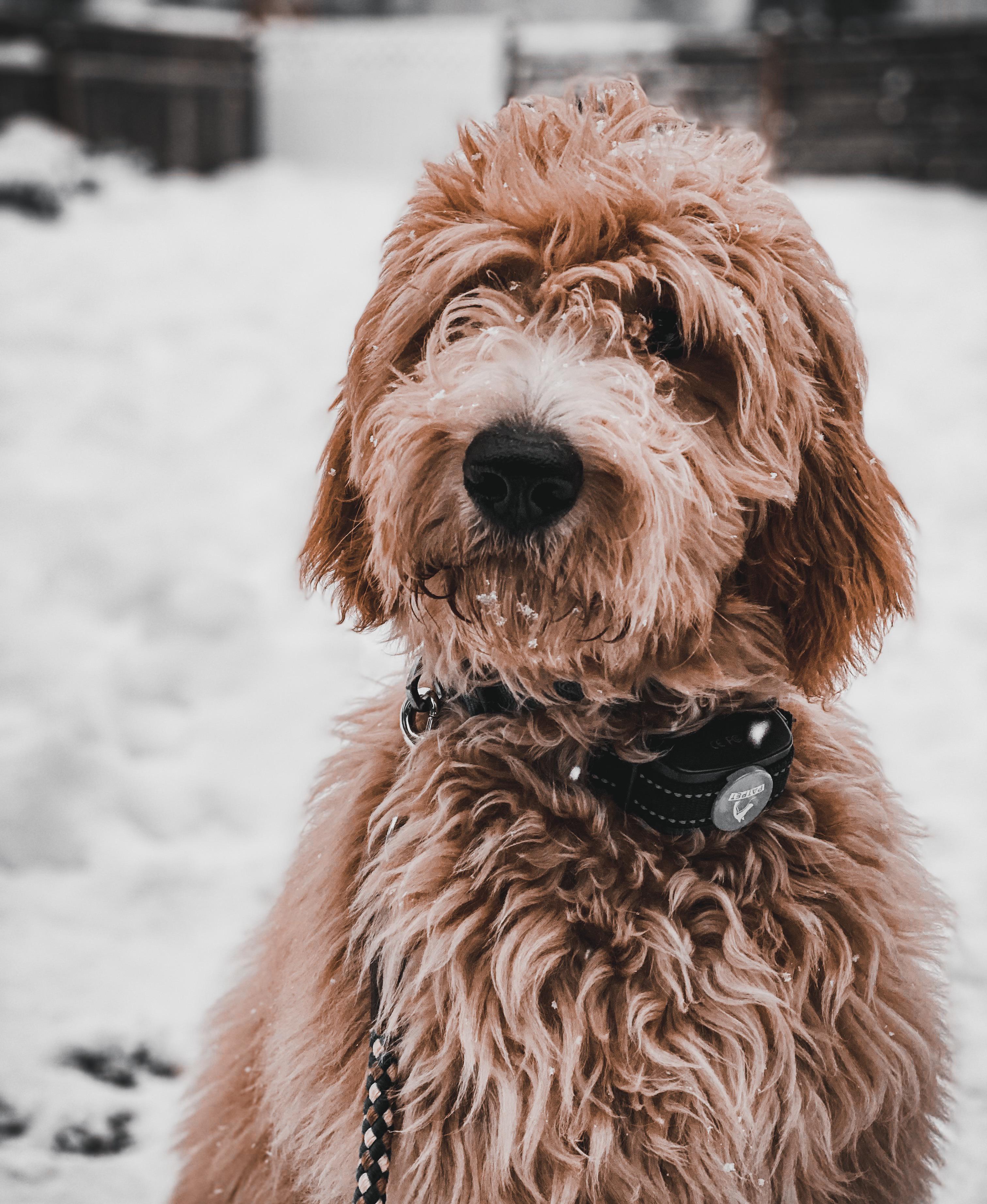 Went and played in the fresh snow r/Goldendoodles