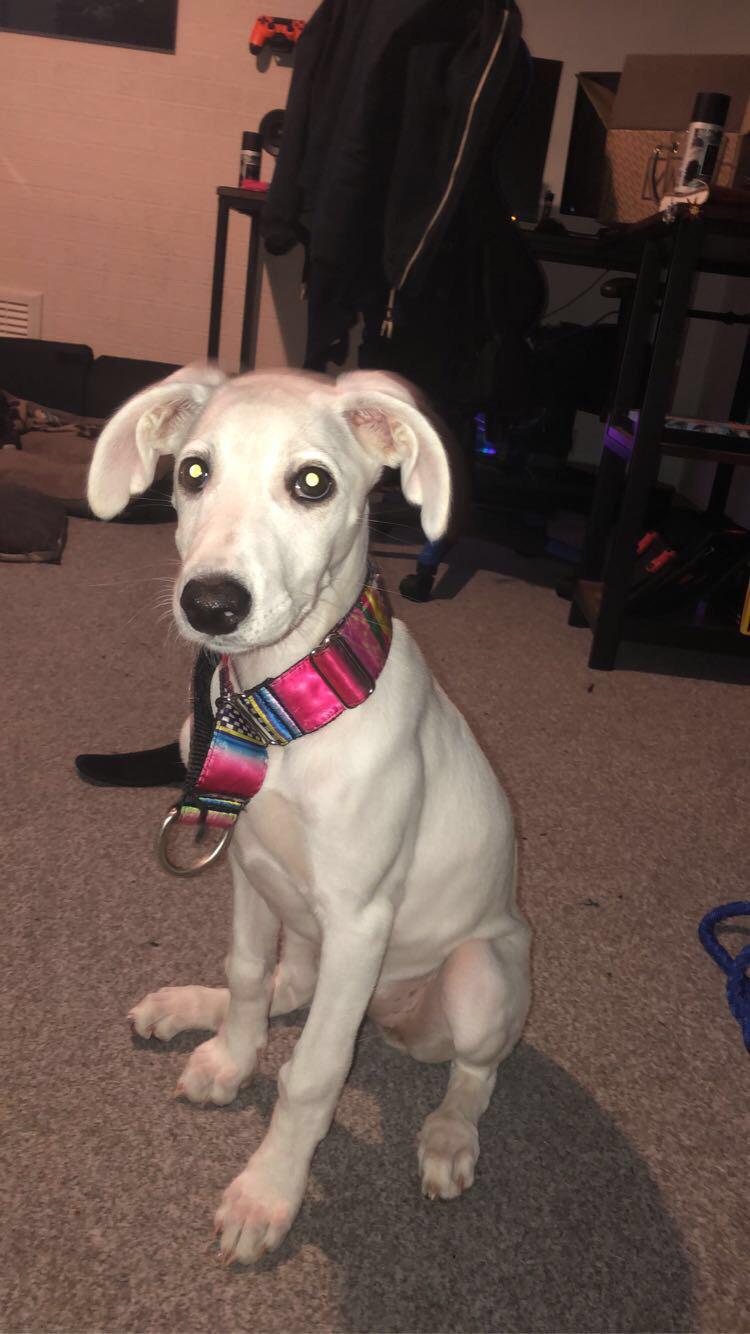 Are saluki greyhound cross puppets allowed to hang out here ? This is