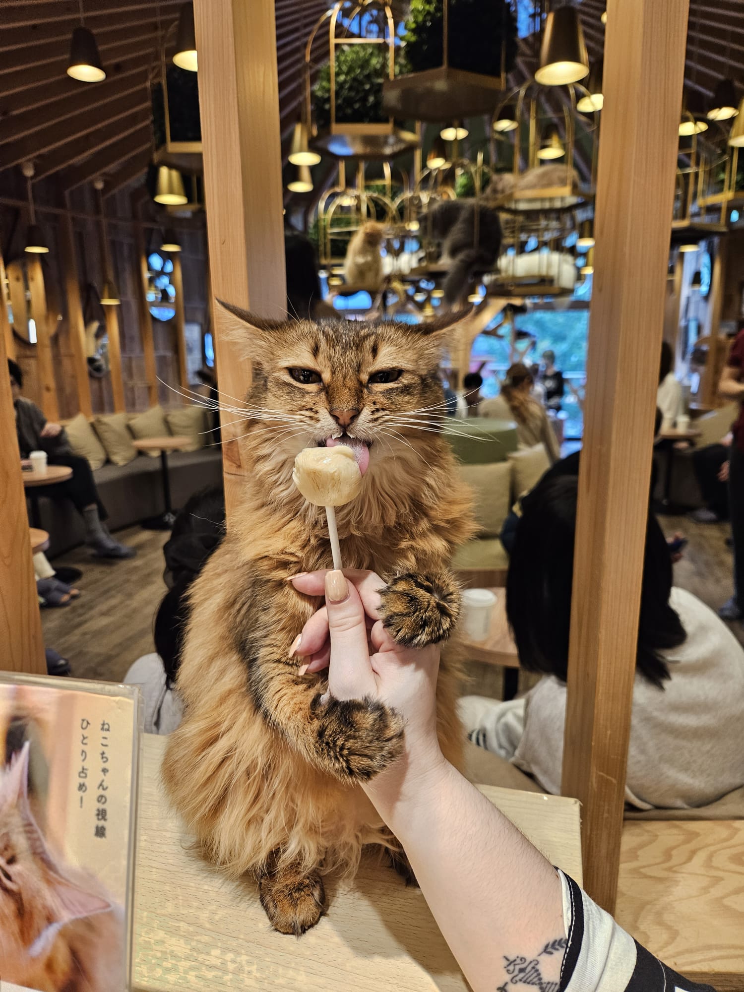 Met this sweety at MoCHA Cat Cafe (Tokyo)! r/cats